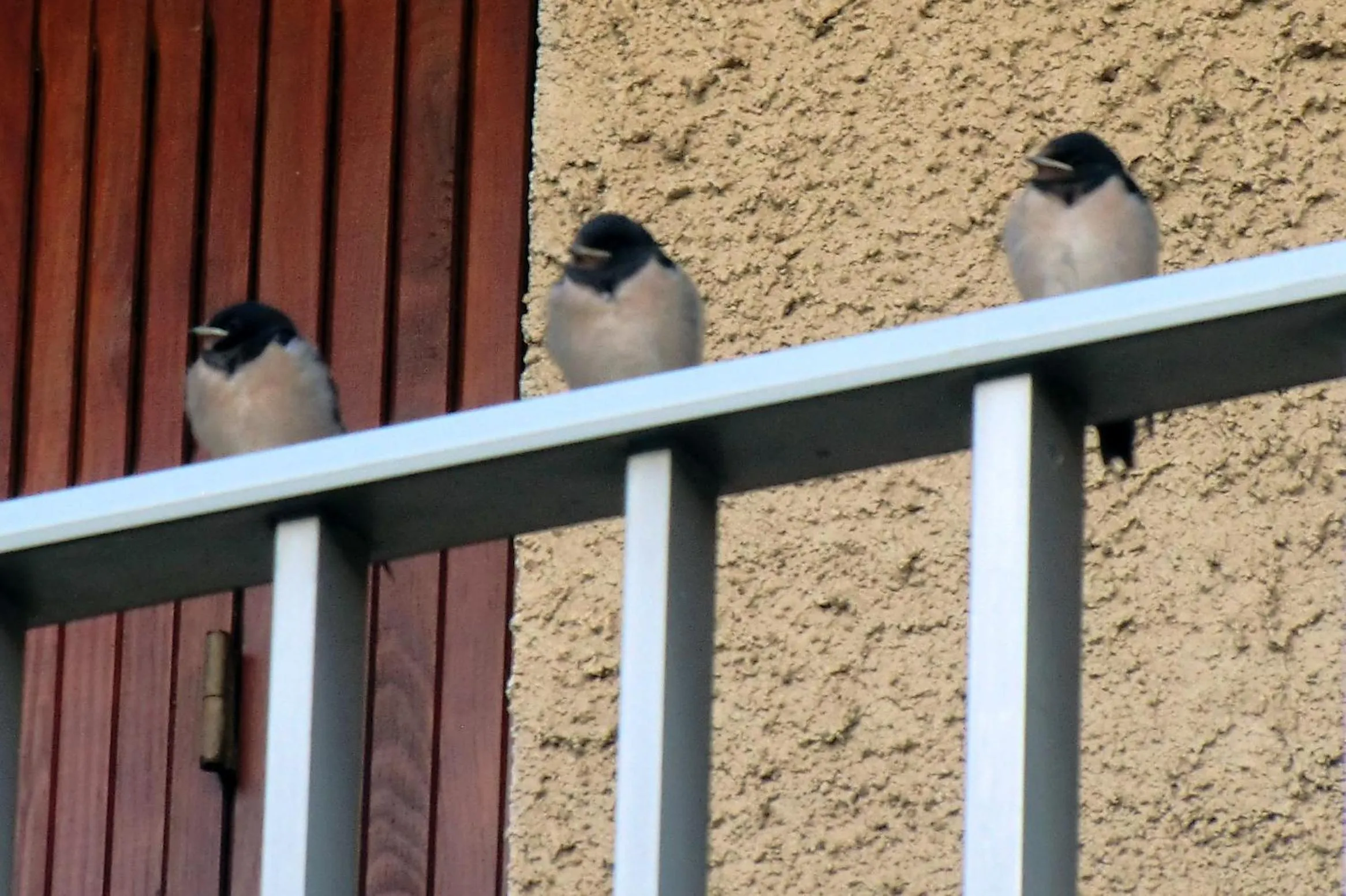 Garden in cit'hotel Hotel Las Cigalas