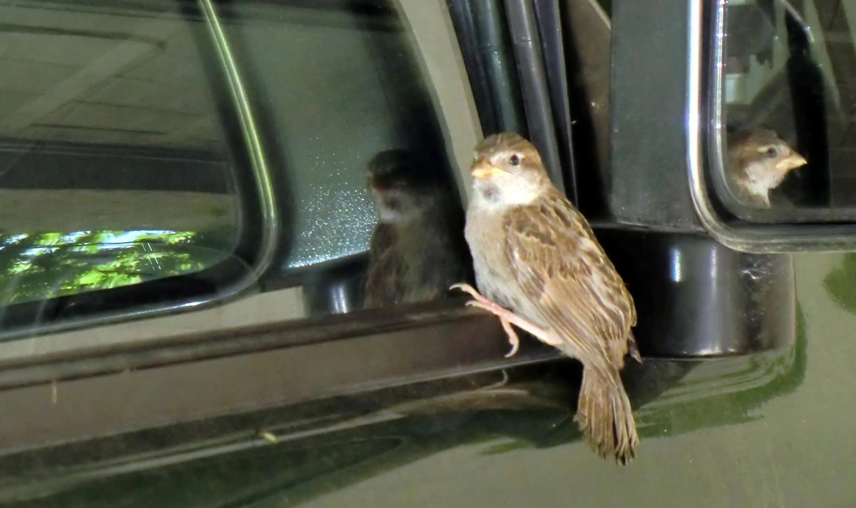 Parking in cit'hotel Hotel Las Cigalas