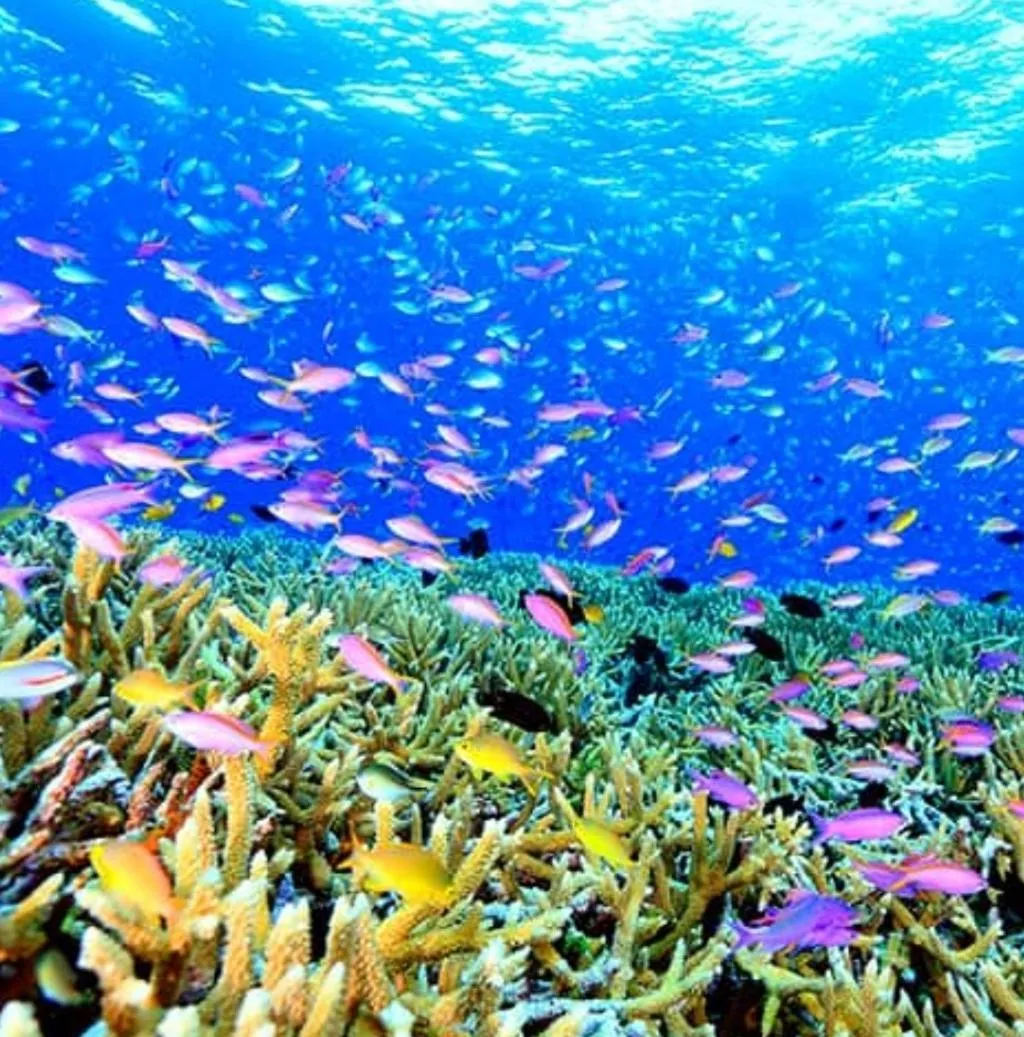 Snorkeling in Bayu Cottages