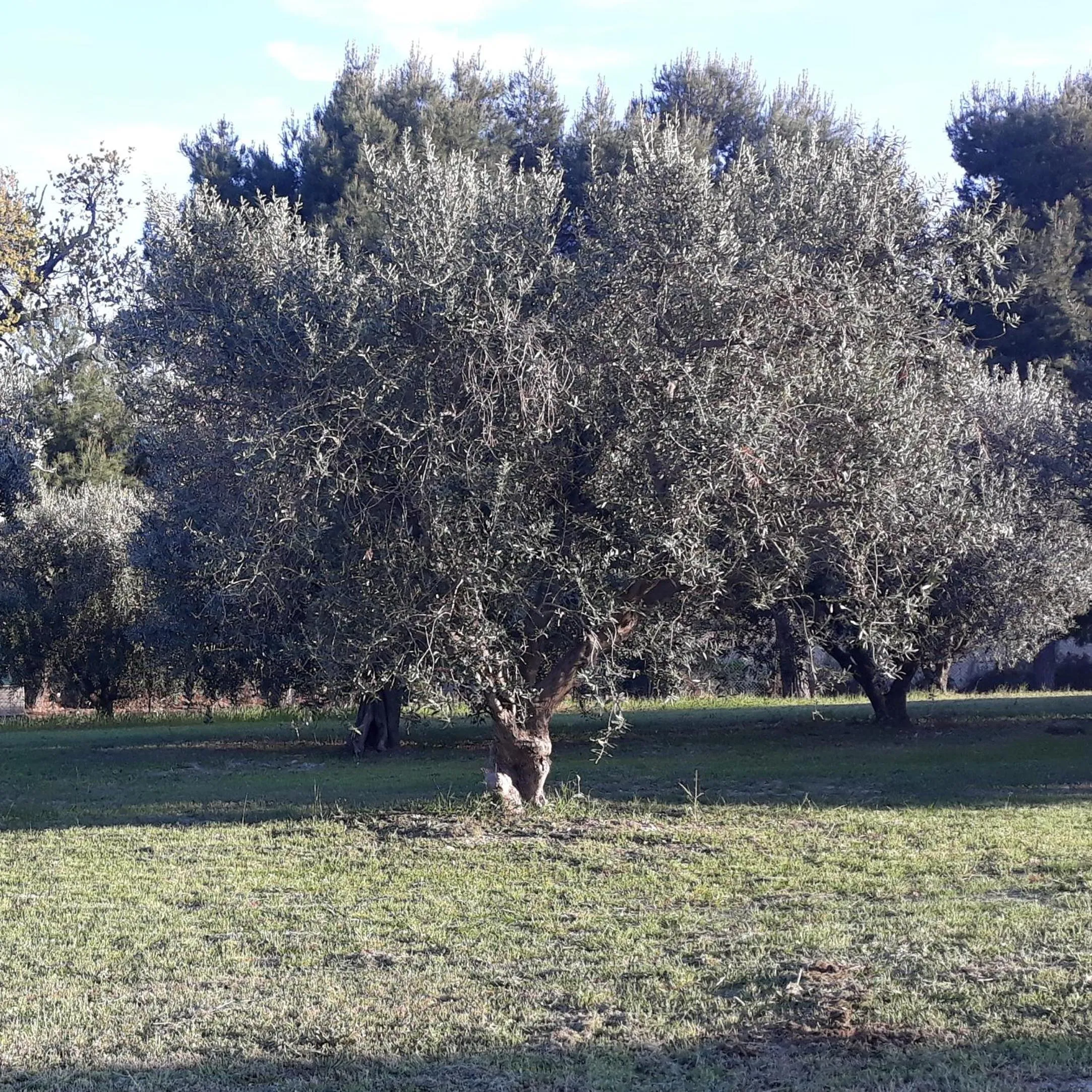 Property building in La Collina sul Mare