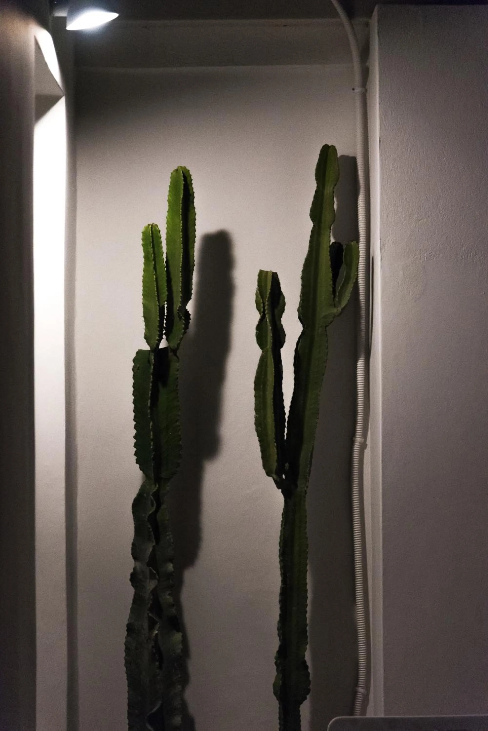 Decorative detail in Greco Mare