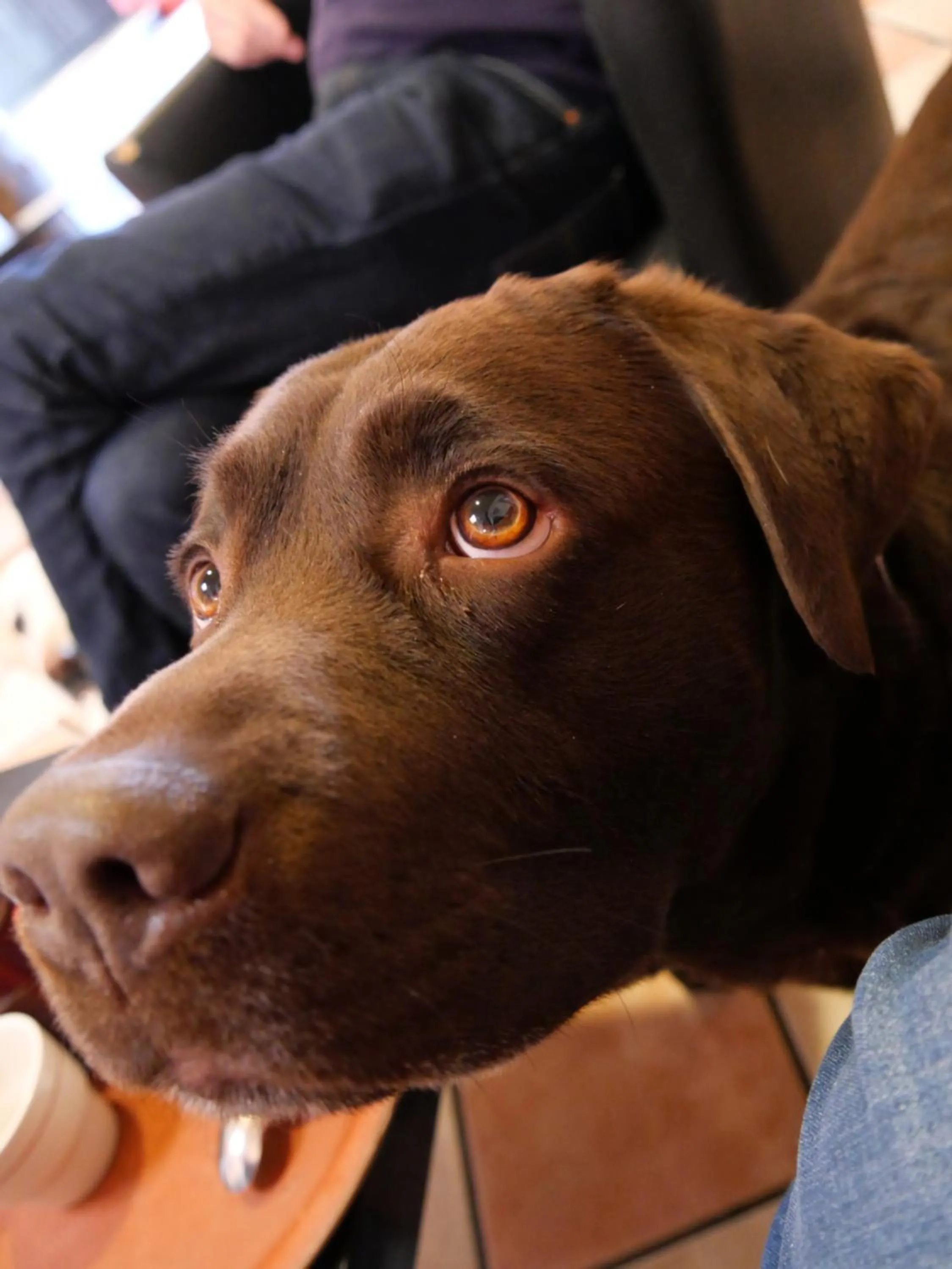 Pets in Cit'Hotel Escatel