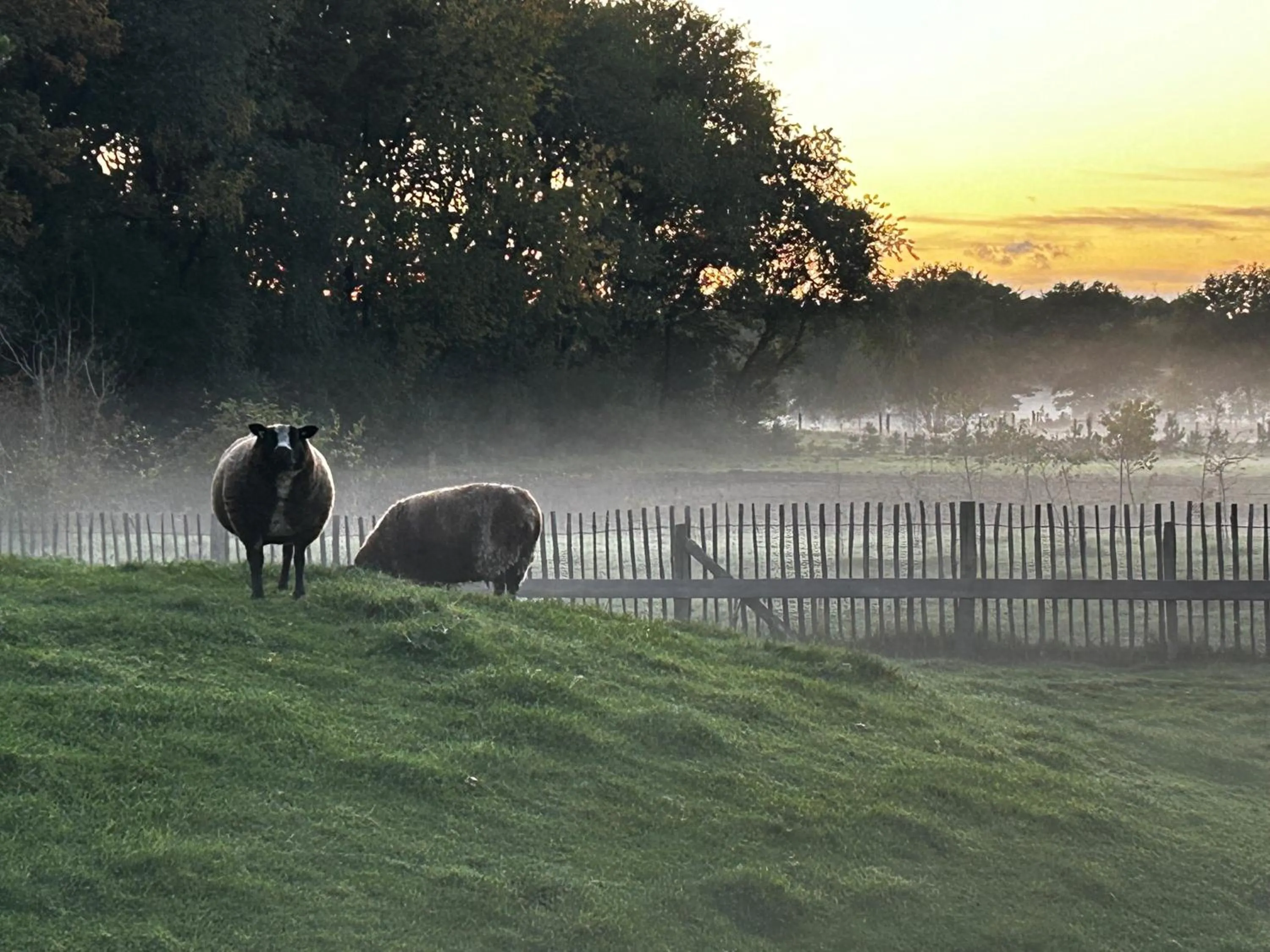 Animals in Duynparc Soest