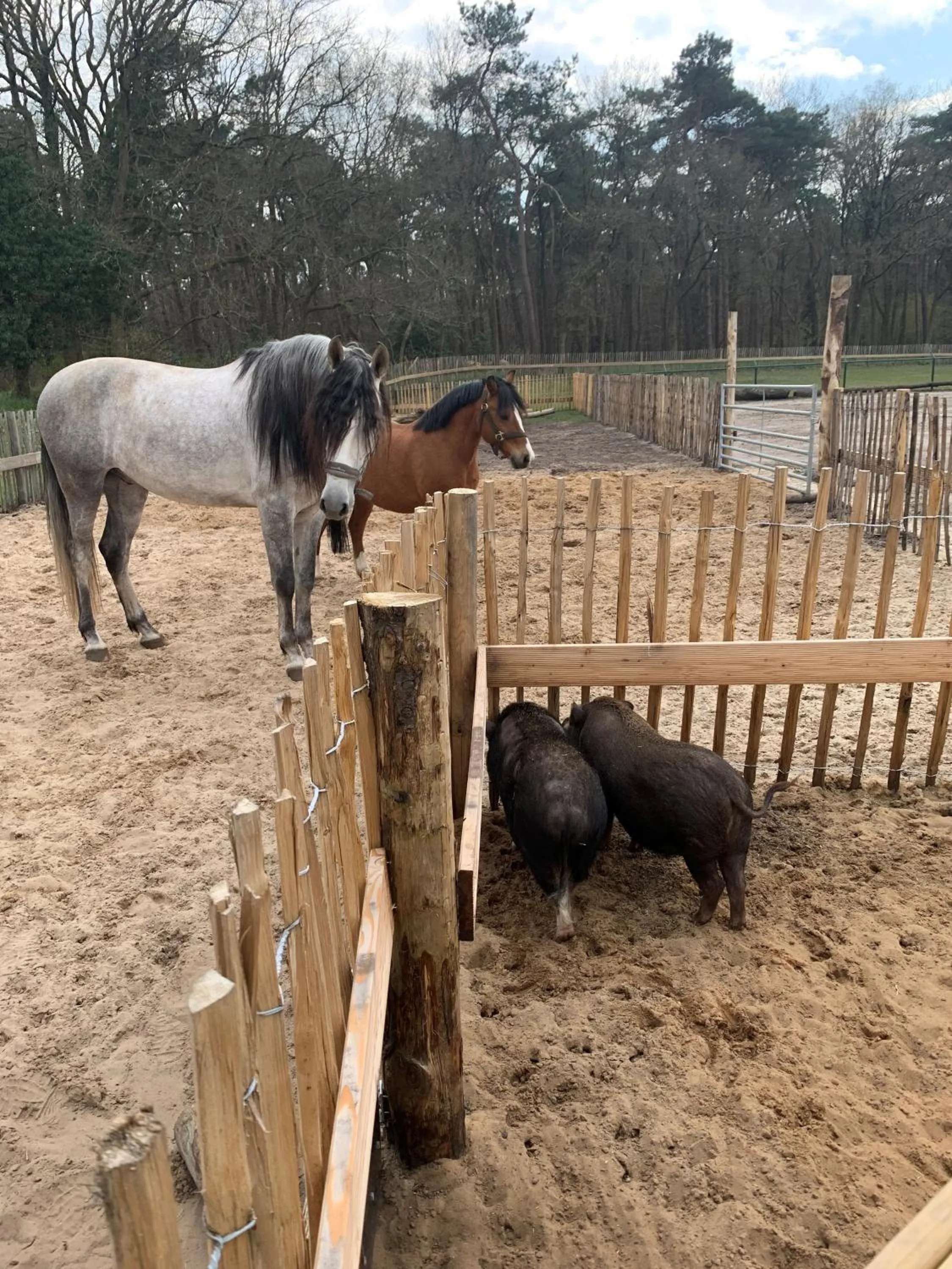 Animals in Duynparc Soest