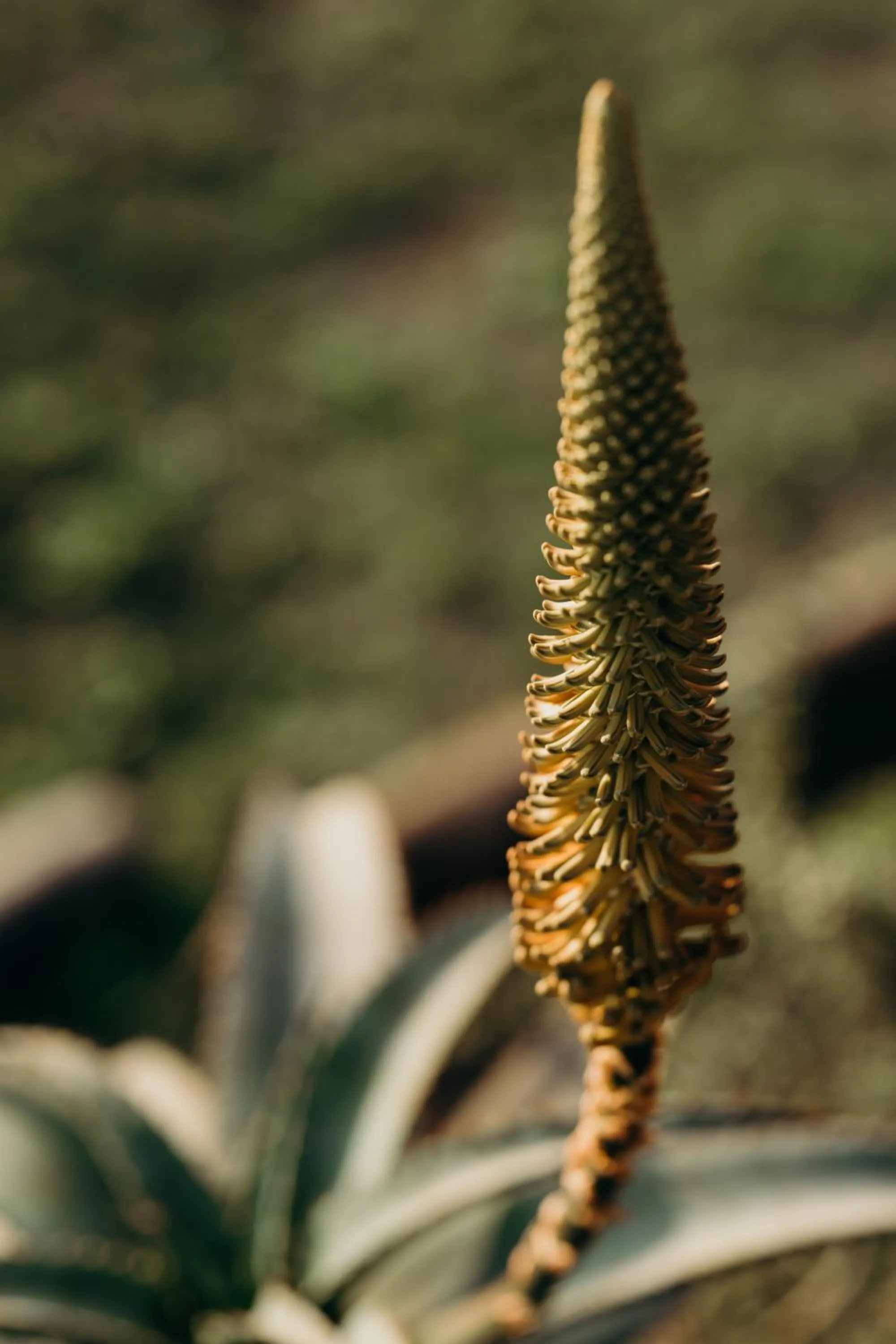 View (from property/room) in Hlosi Game Lodge - Amakhala Game Reserve