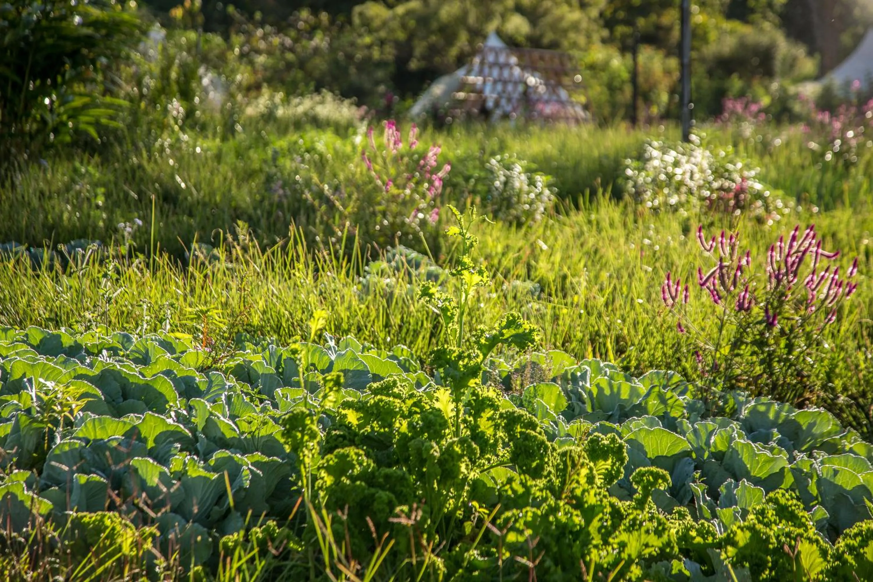 Garden in Kinkara Luxury Retreat