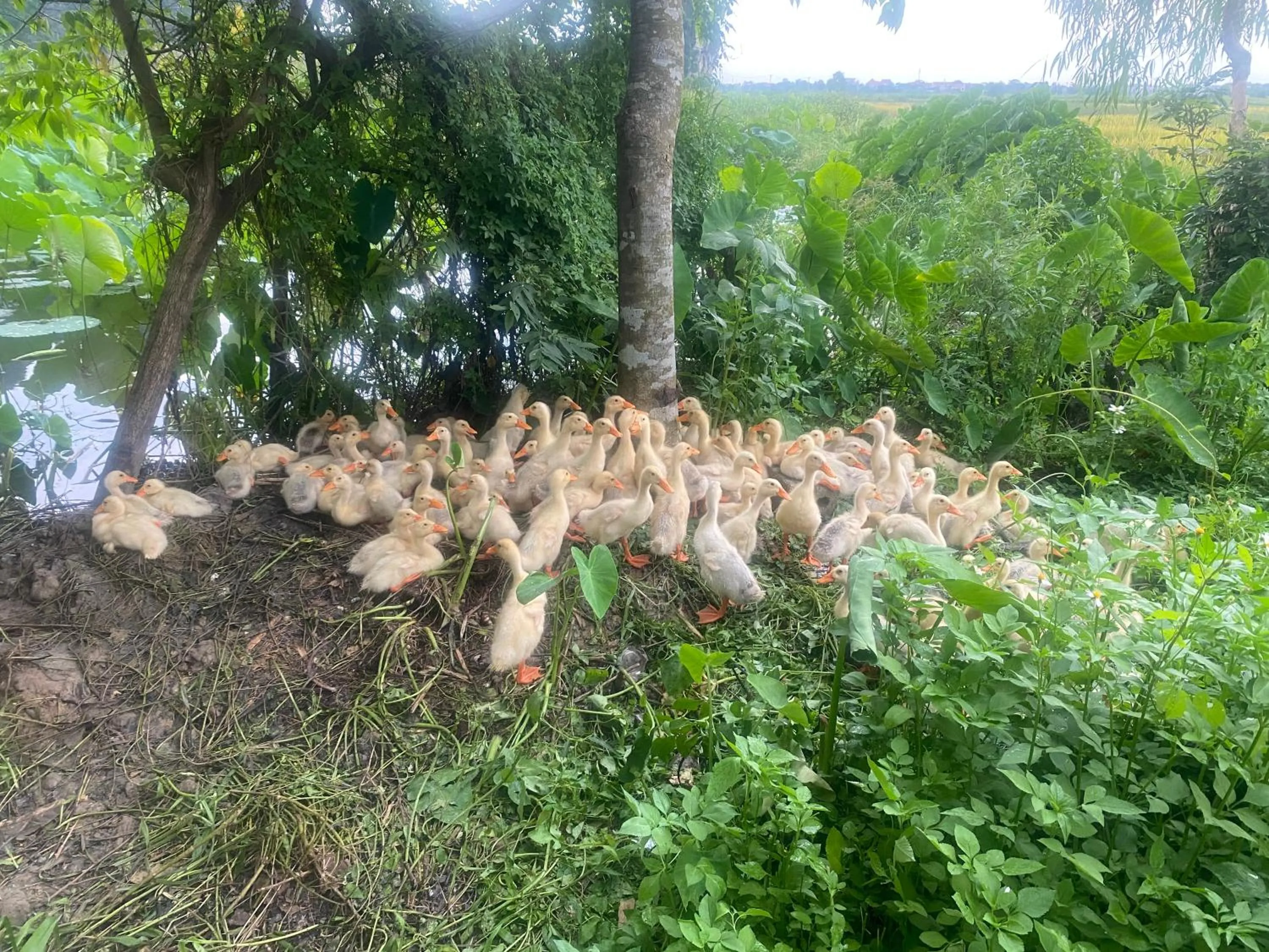 Garden view in Tam Coc Charming Bungalow