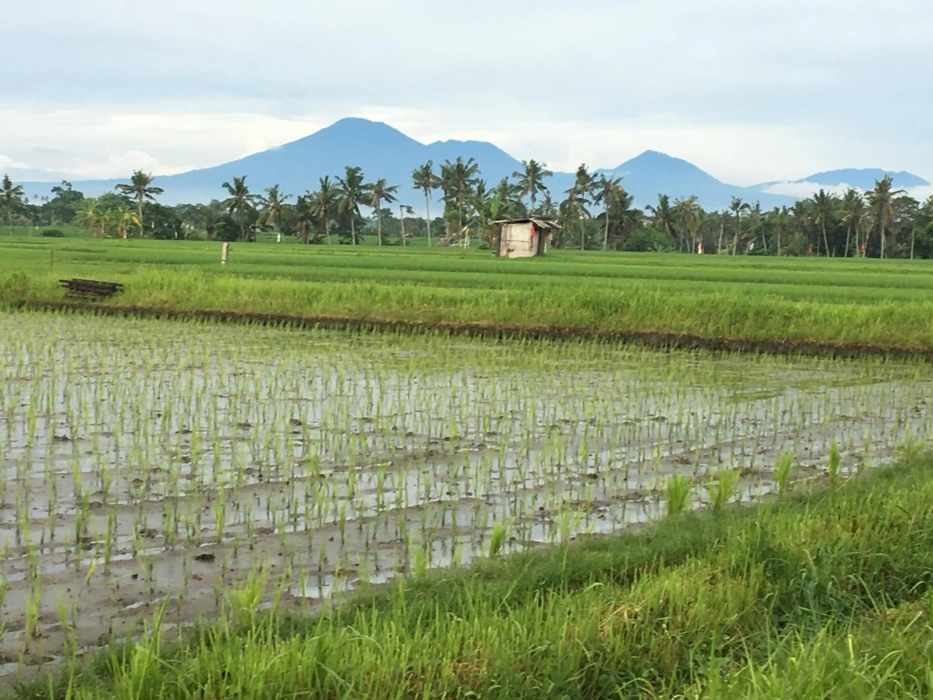 Natural landscape in Bali Harmony Retreat