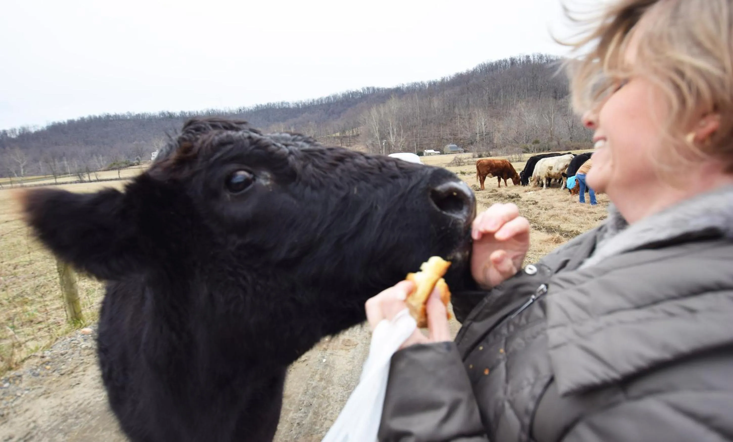 Graves Mountain Farm & Lodges