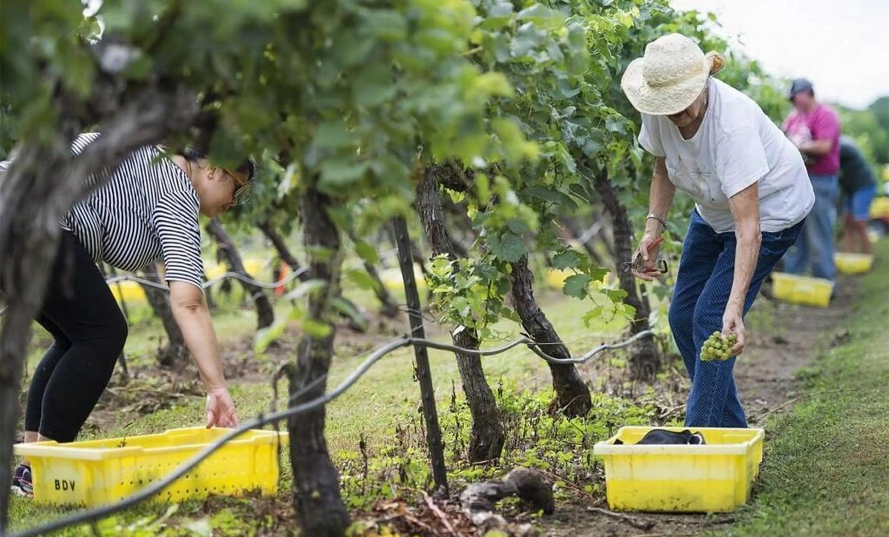Graves Mountain Farm & Lodges