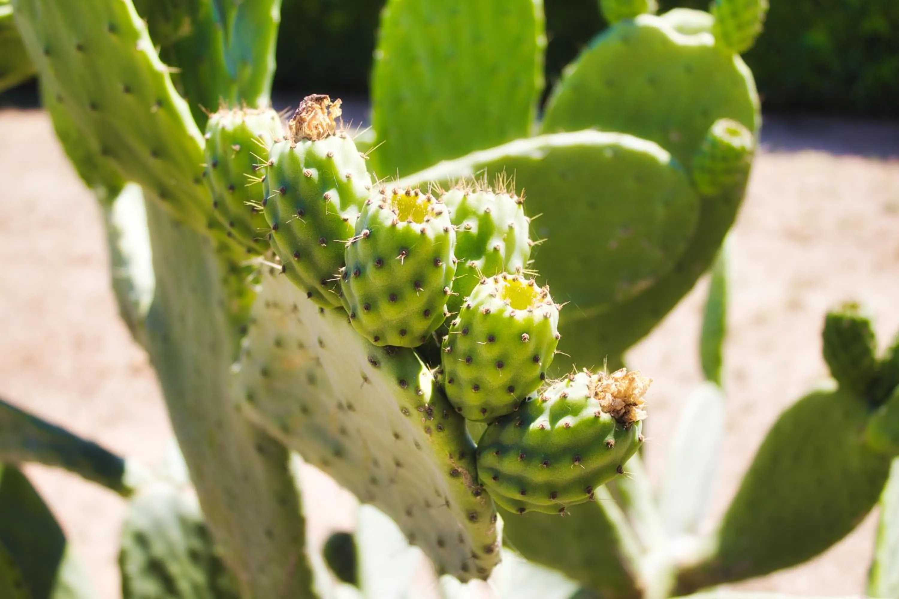 Garden in Agriturismo Karrares