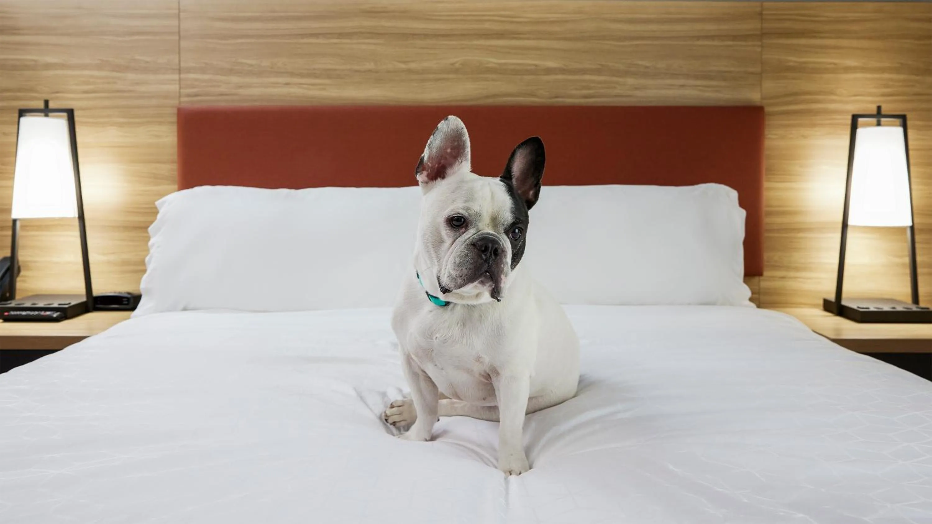 pet friendly, Bed in Candlewood Suites Jacksonville Southpoint