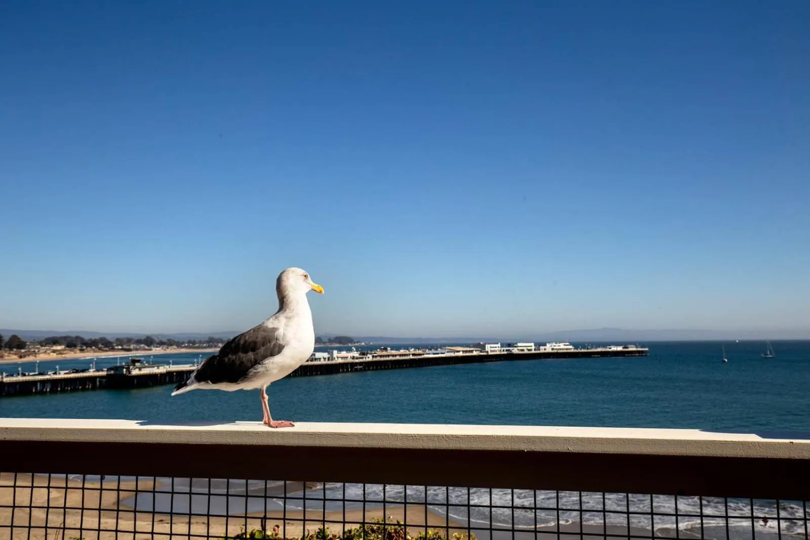 Beach in Sea & Sand Inn