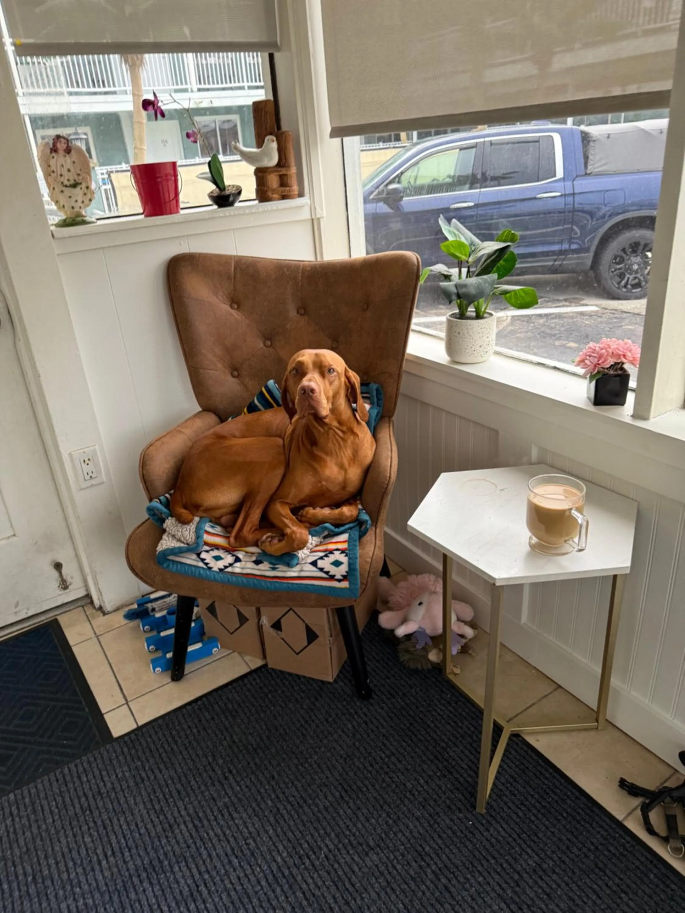 Pets in Twilight Motel