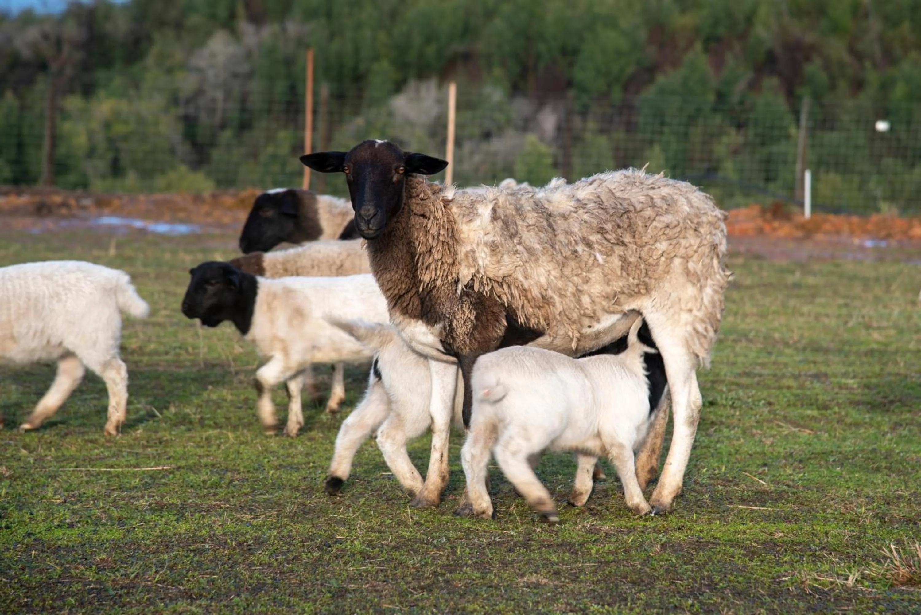Animals in Hudson Manor - Entabeni, Knysna