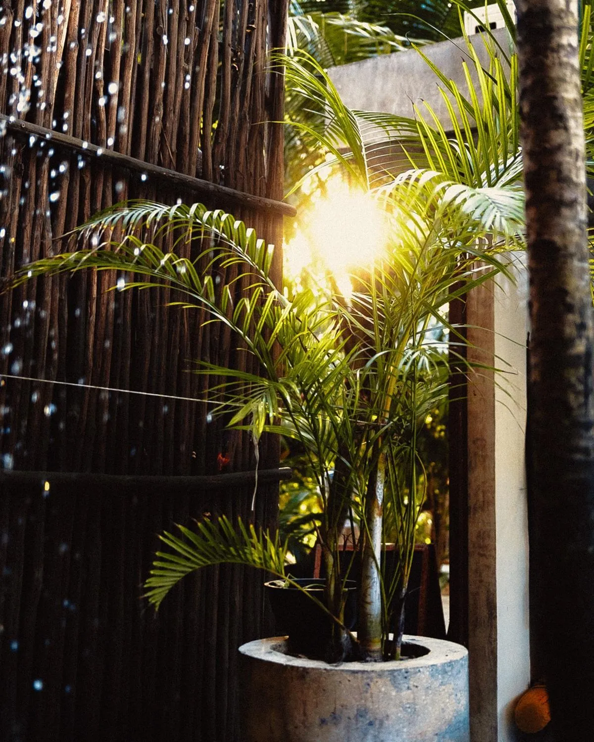 Natural landscape in Mia Tulum Beachfront Resort - Ocean View Suites and Beach Club