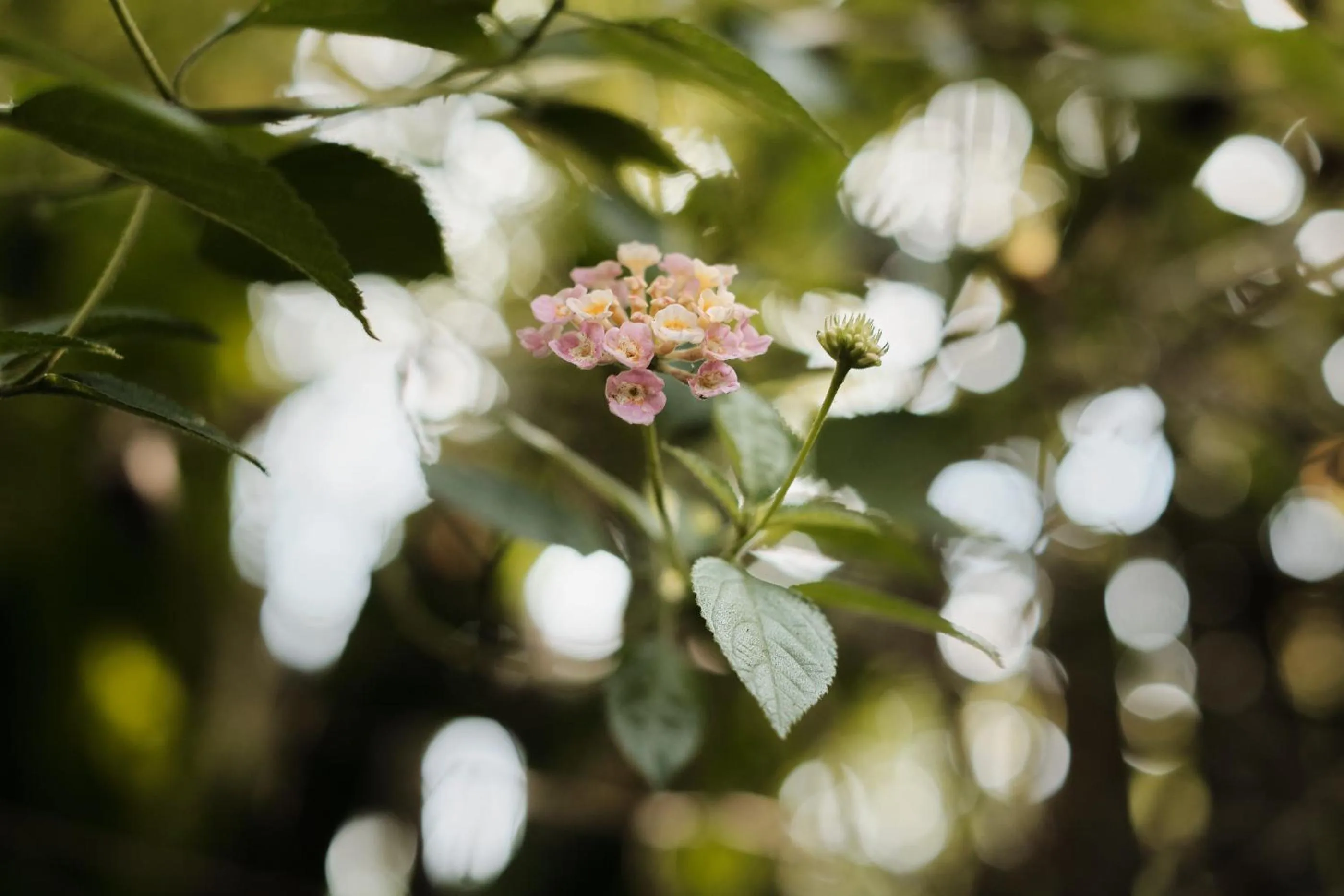 Garden in Moringa Ubud Villa