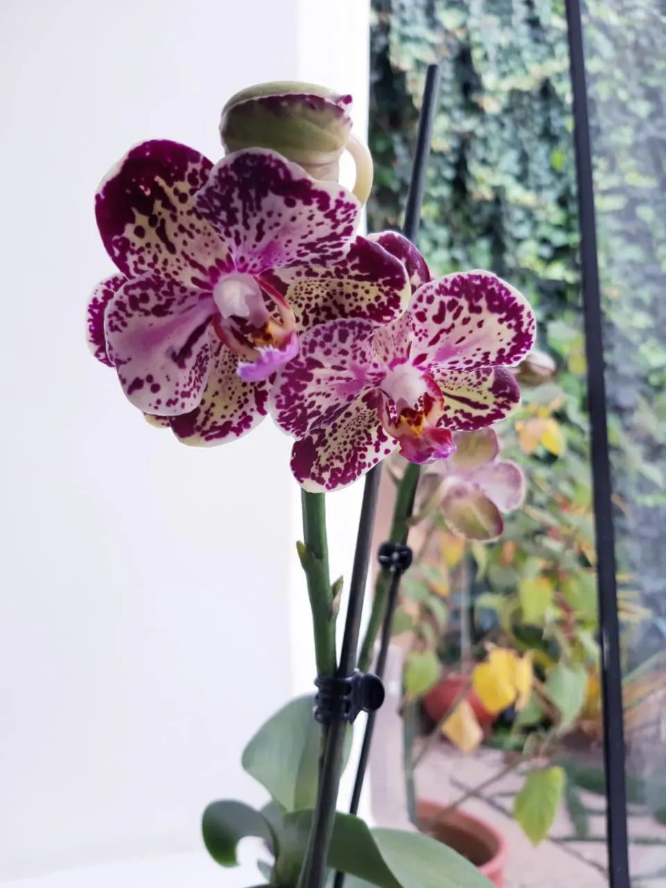 Sunset in Home Garden Hotel