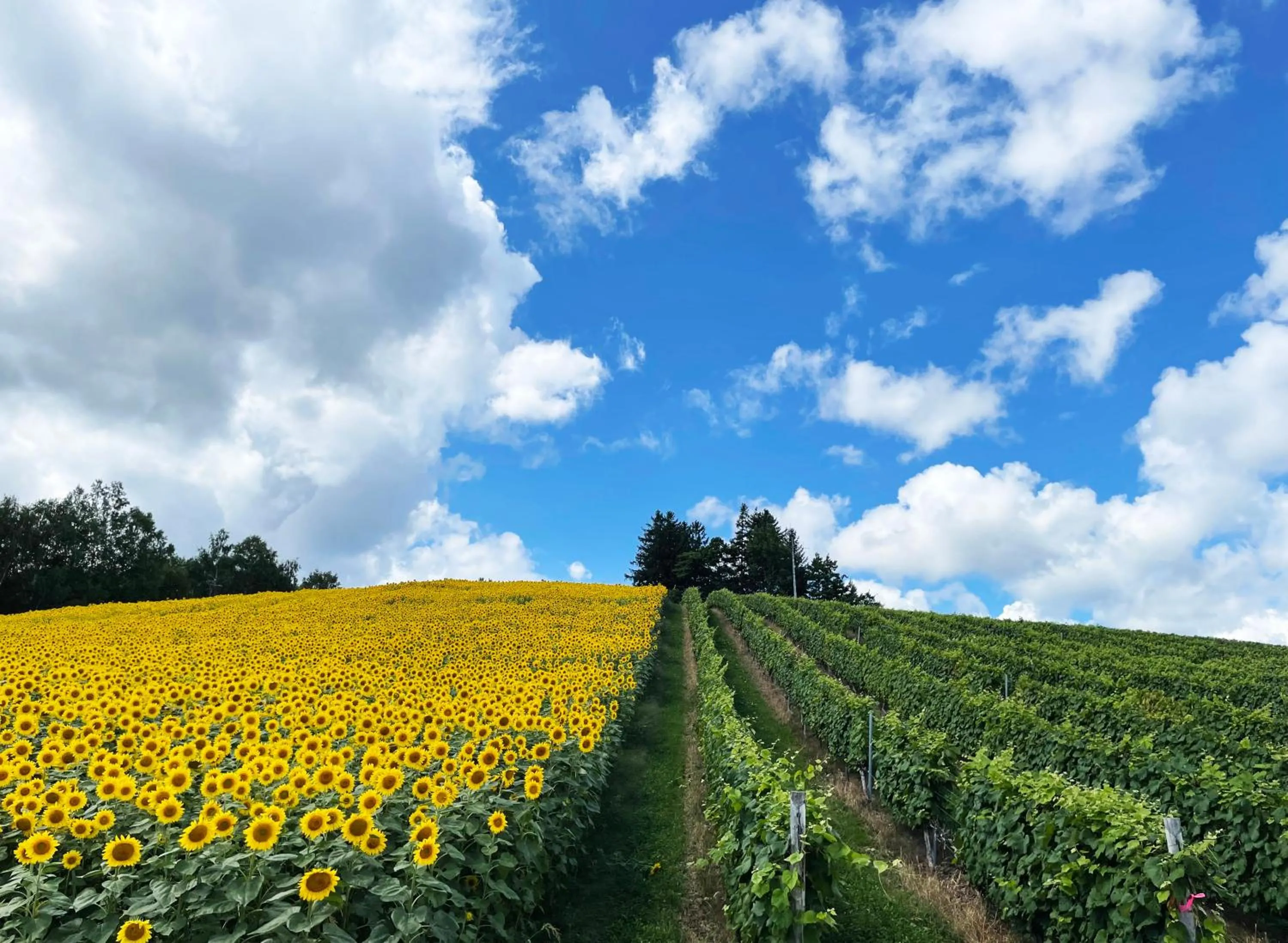 Nearby landmark in Hotel Hanafuji Inn