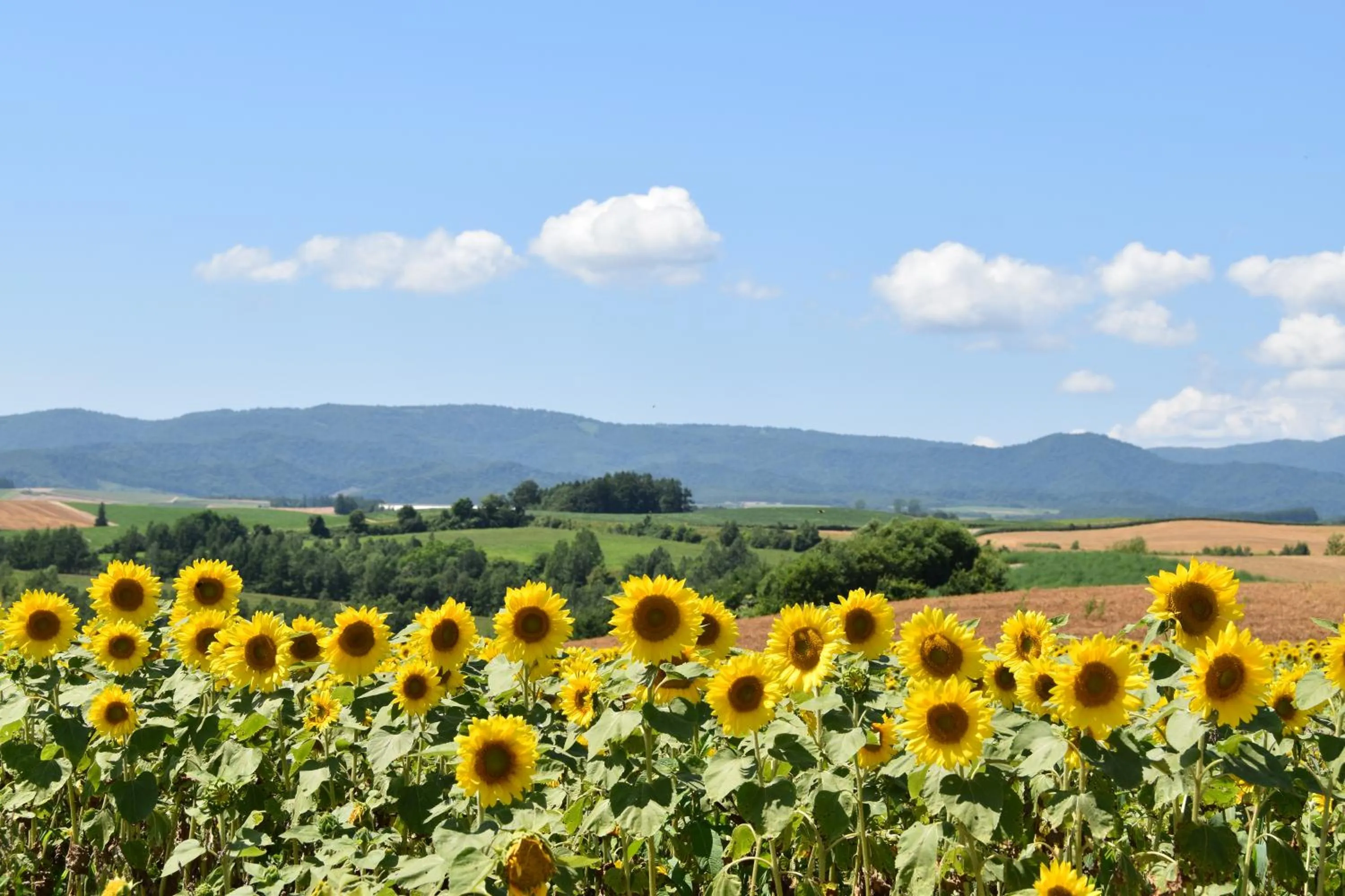 Off site in Hotel Hanafuji Inn