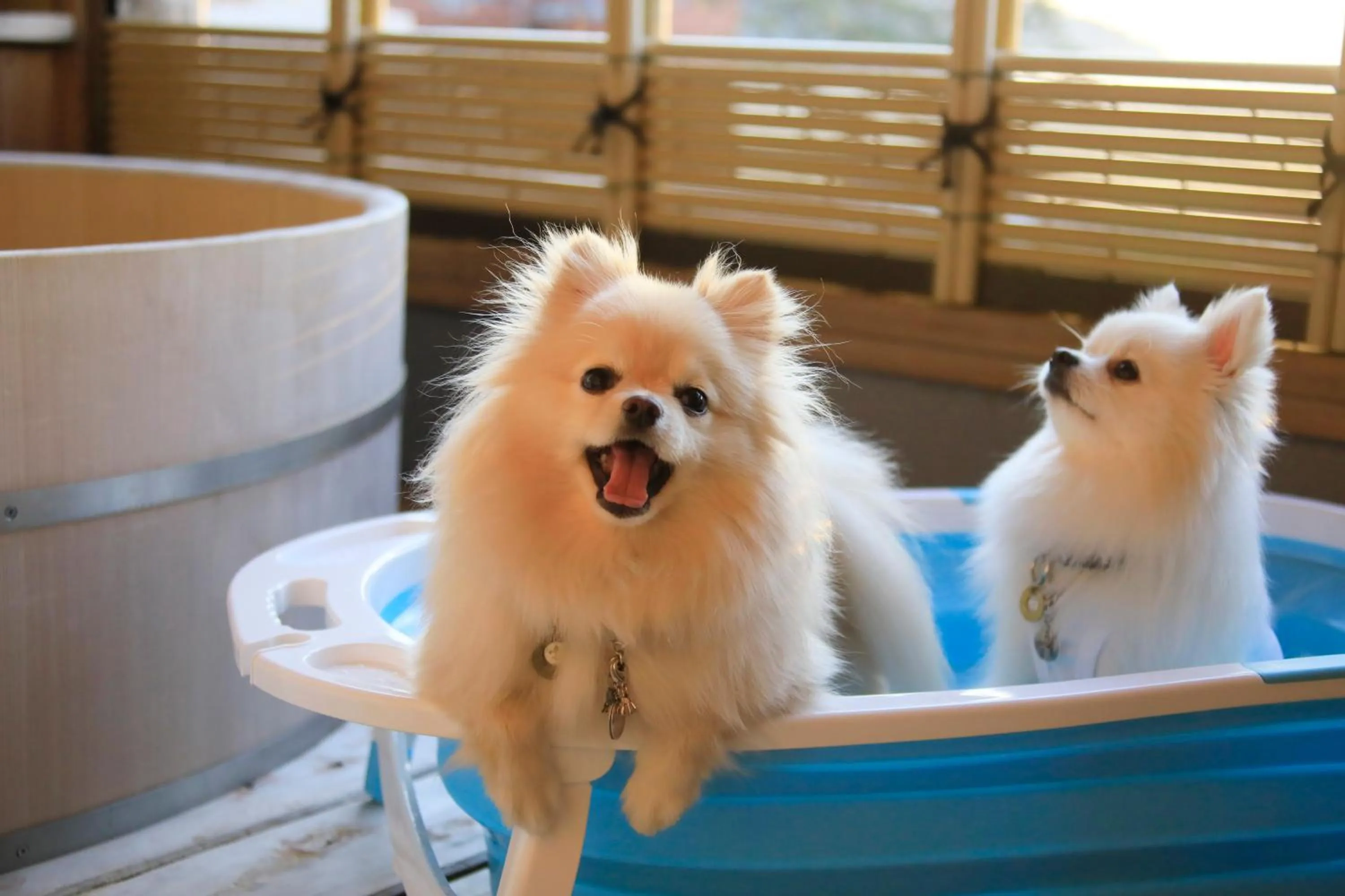 Photo of the whole room in Yururi Nishiizu