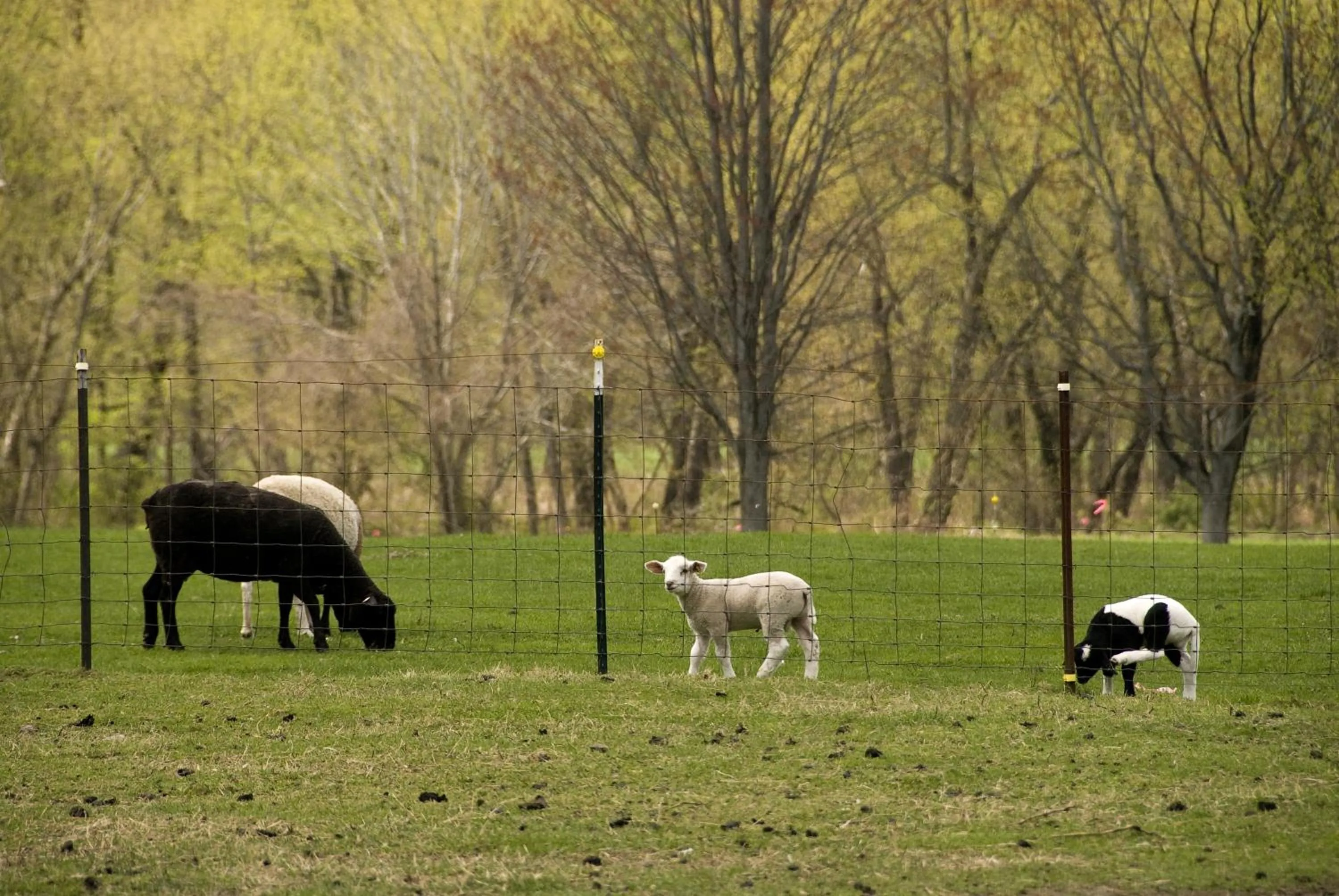 Animals in Deerfield Inn
