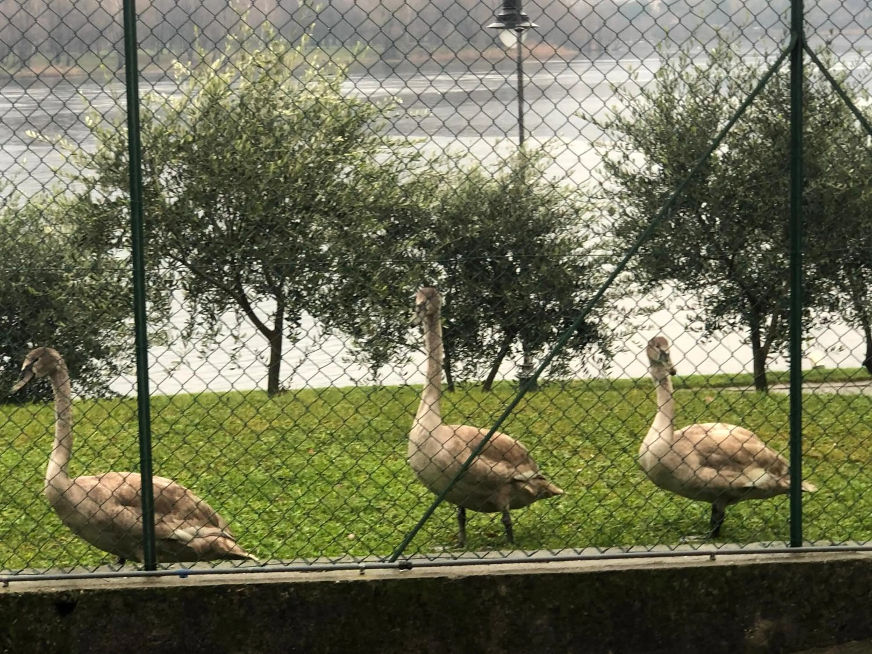 Garden in BlueLake Inn