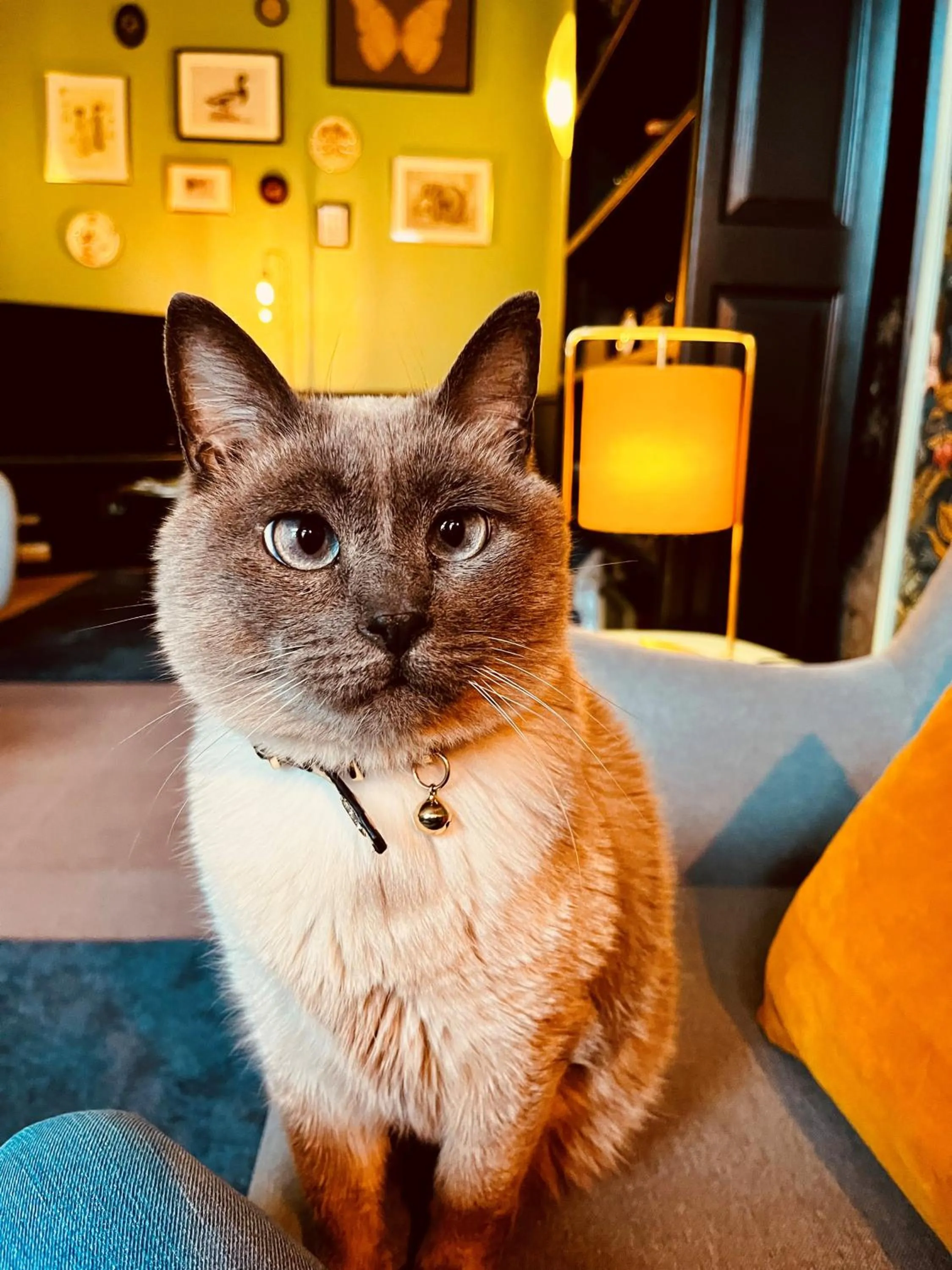 Pets in Cit'Hotel Le Louvre Orange