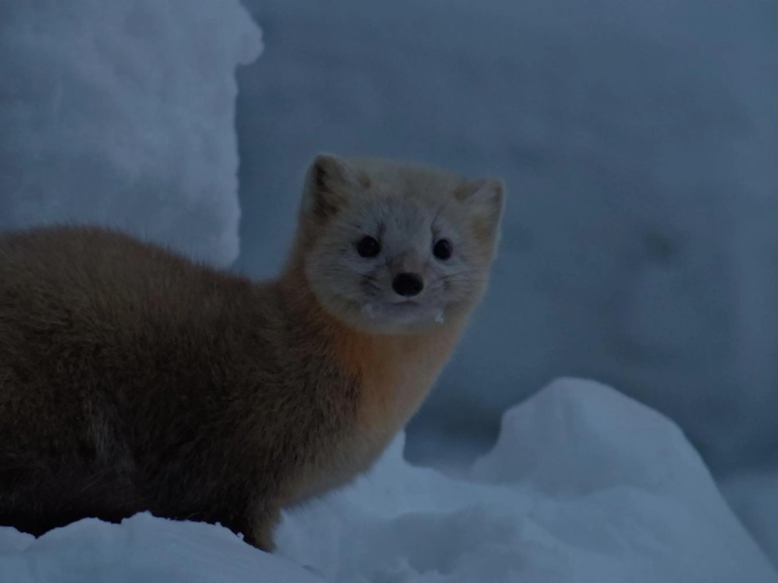 Animals in Tomuraushionsen Higashi Taisetsuso