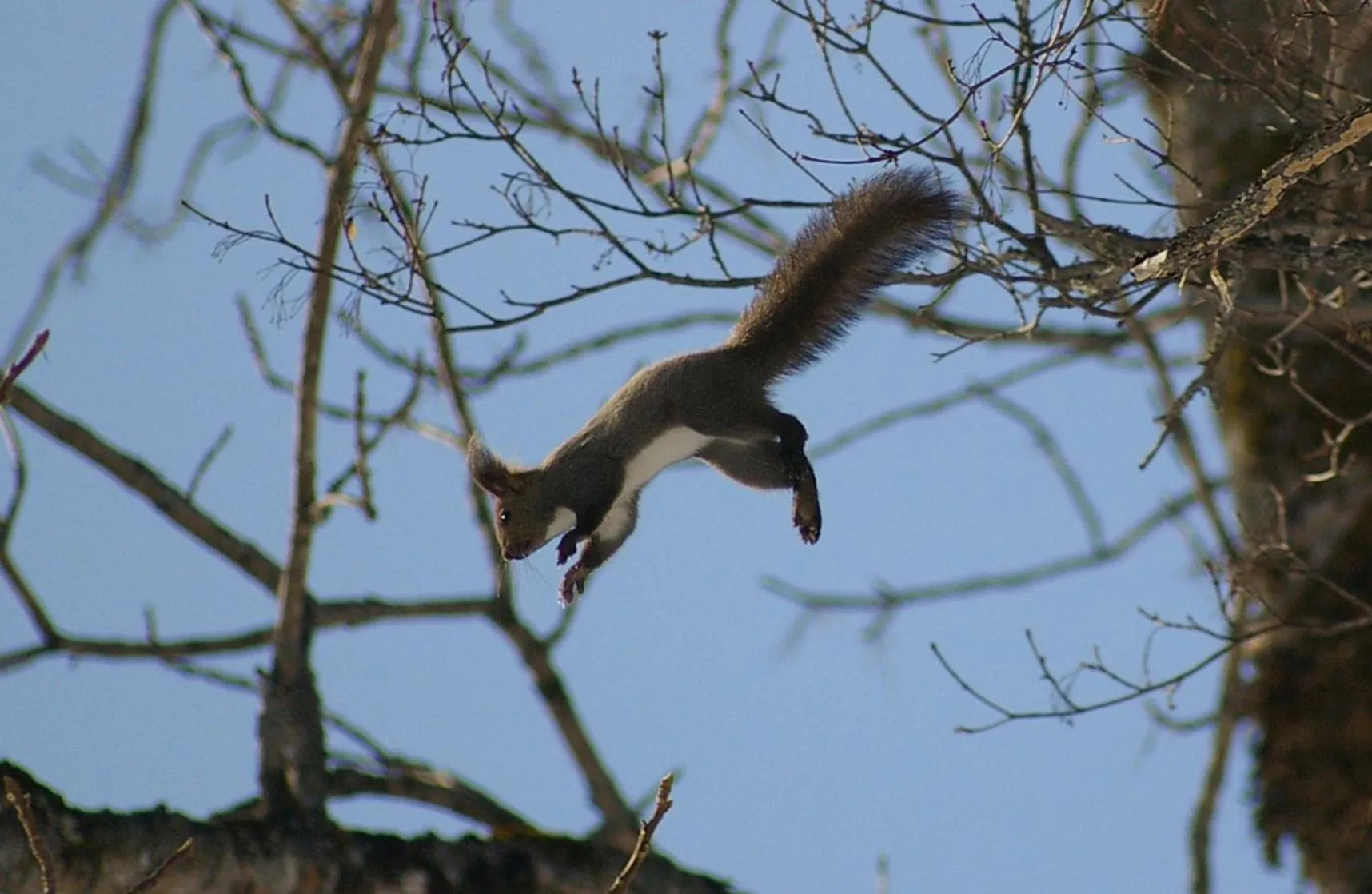 Animals in Tomuraushionsen Higashi Taisetsuso