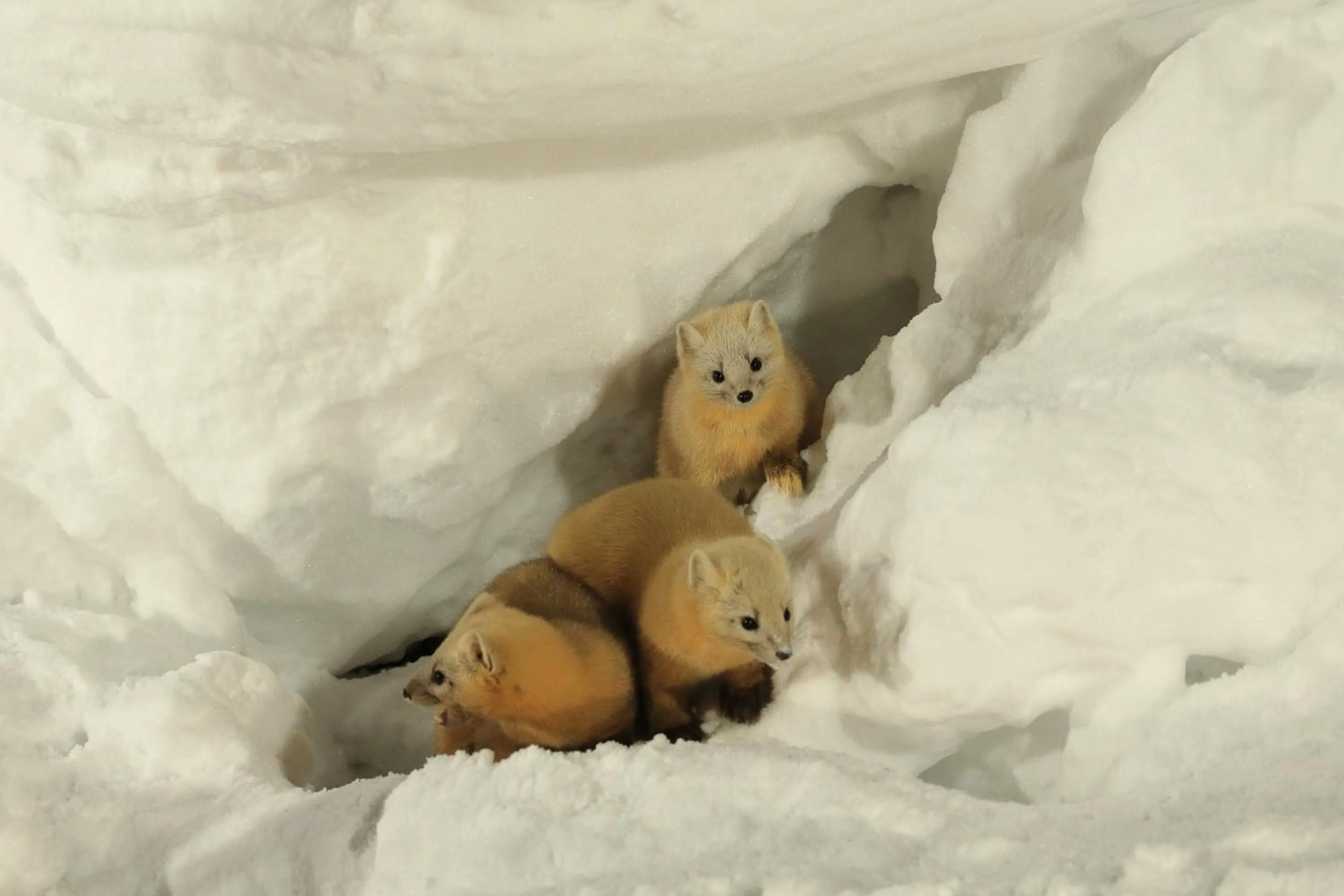 Animals in Tomuraushionsen Higashi Taisetsuso