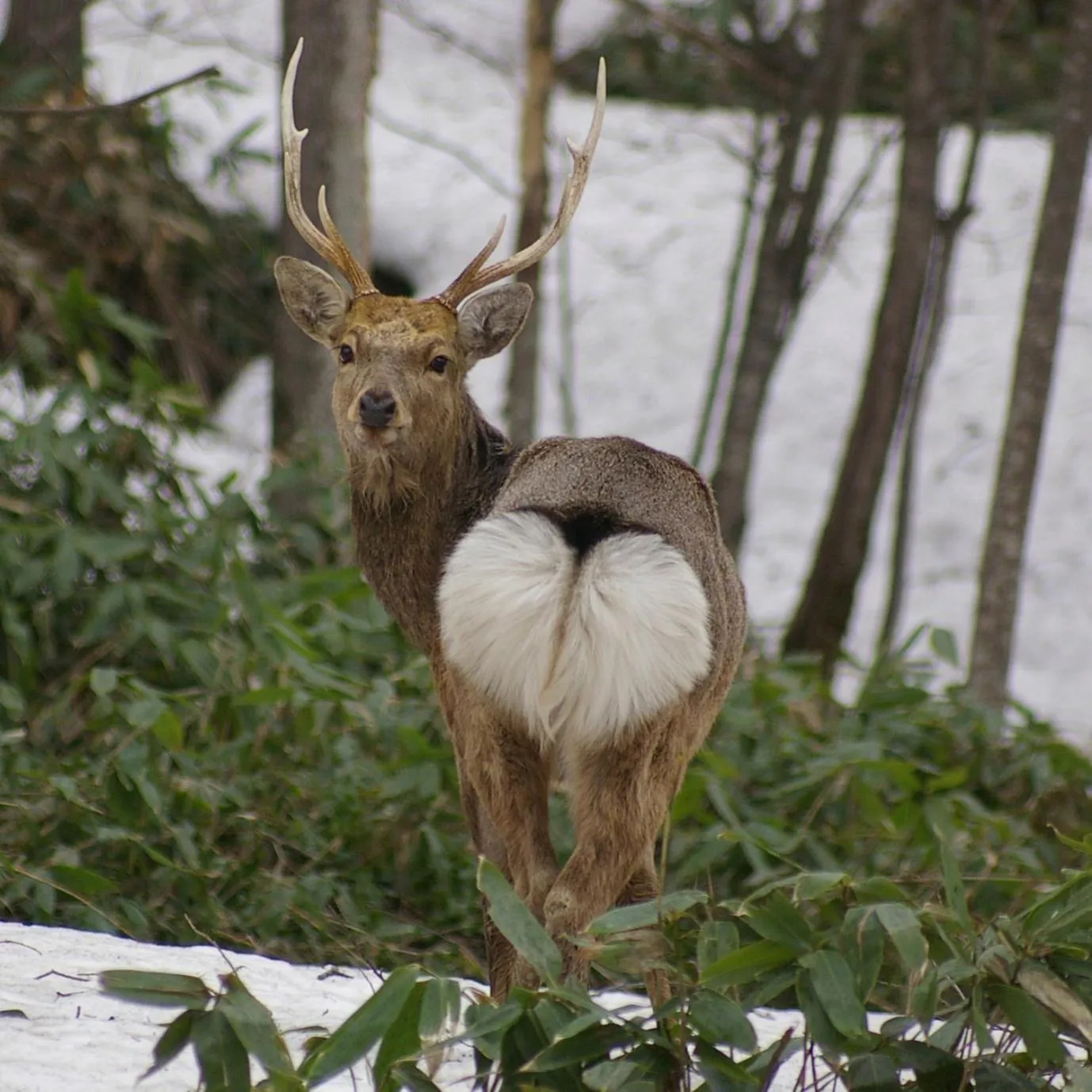 Animals in Tomuraushionsen Higashi Taisetsuso
