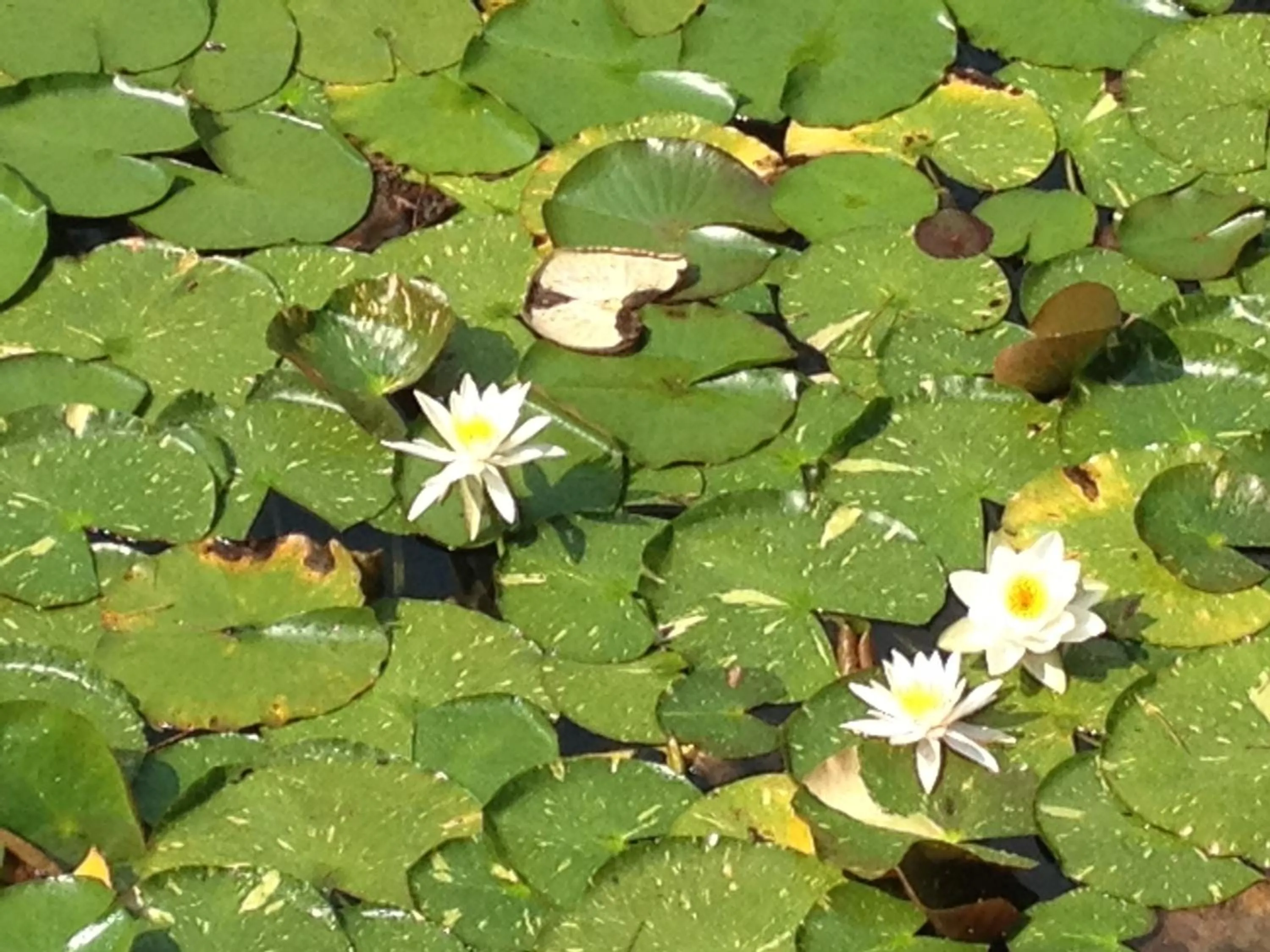 Natural landscape in Matterhorn Tower