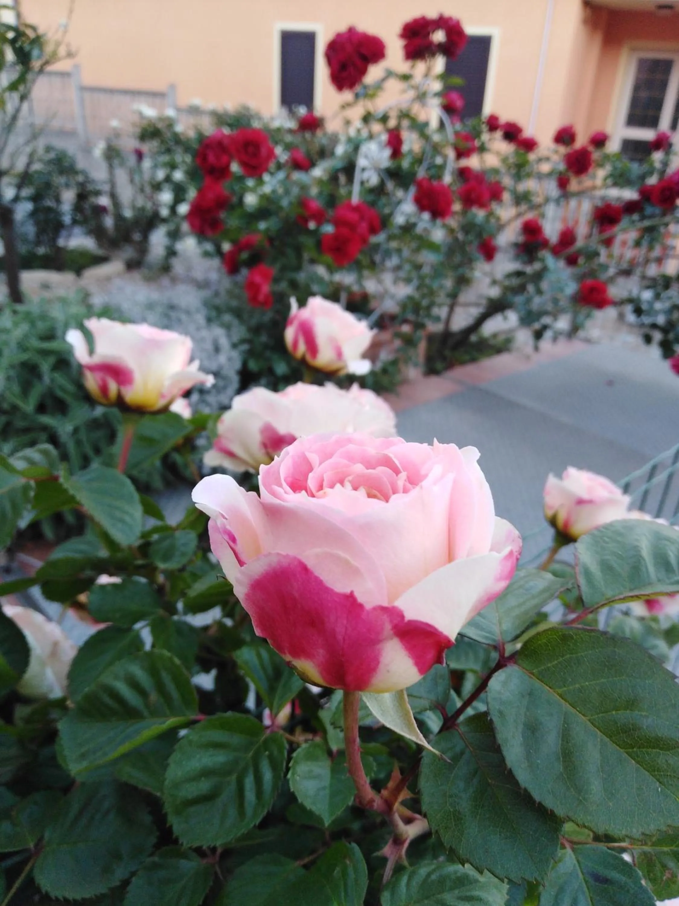 The Roses Garden