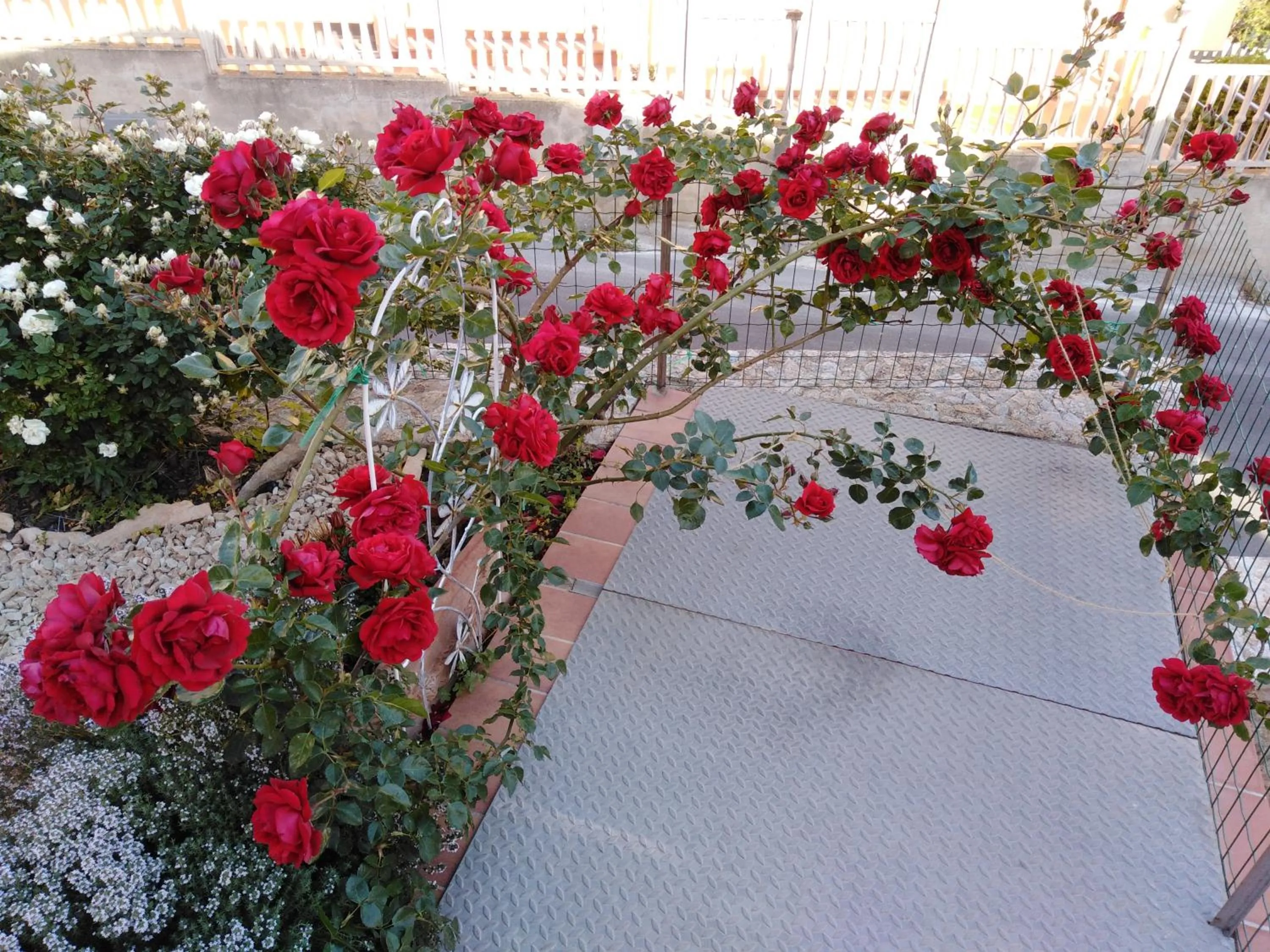 The Roses Garden