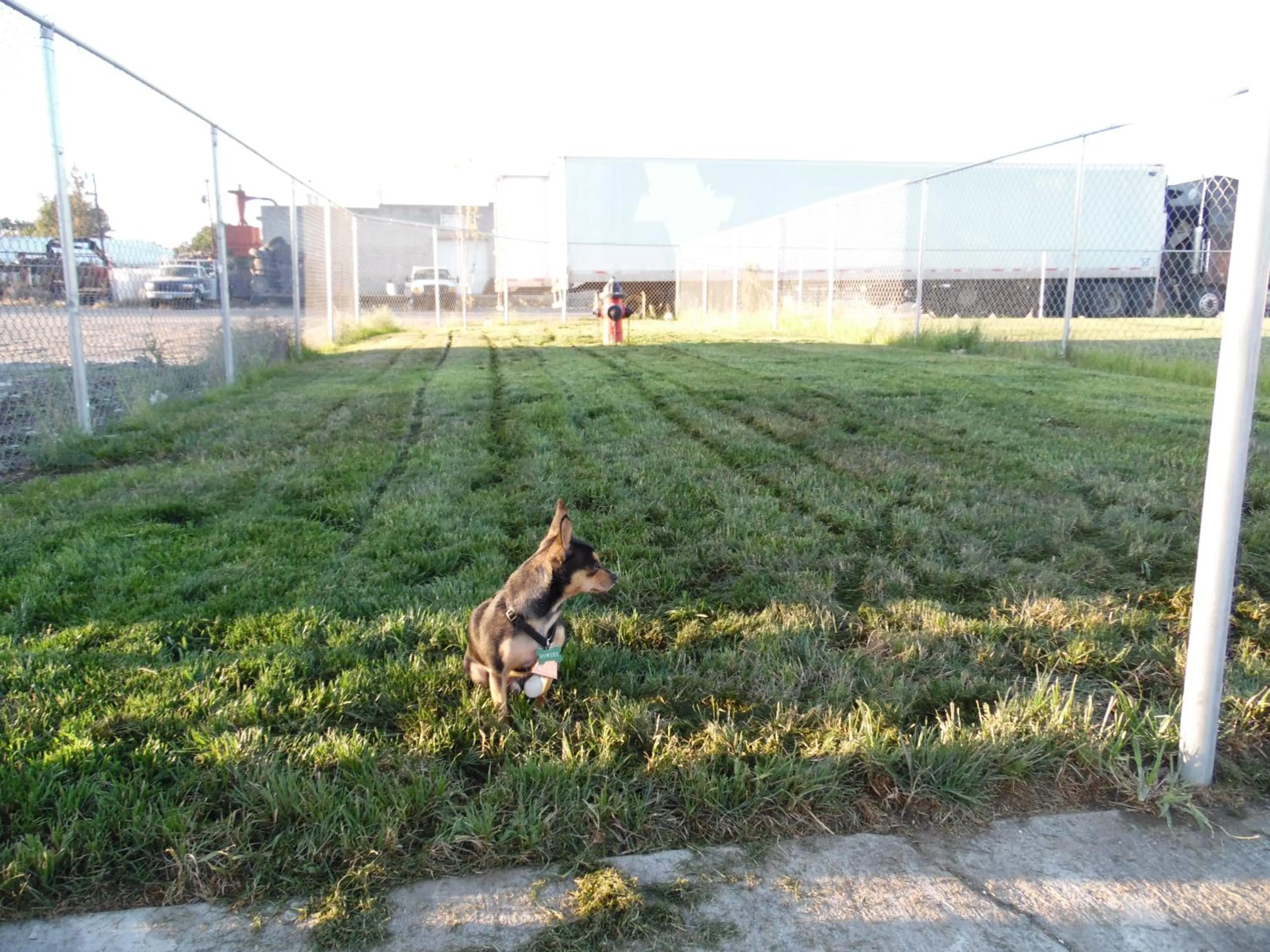 Pets in Rodeway Inn Hermiston - Umatilla