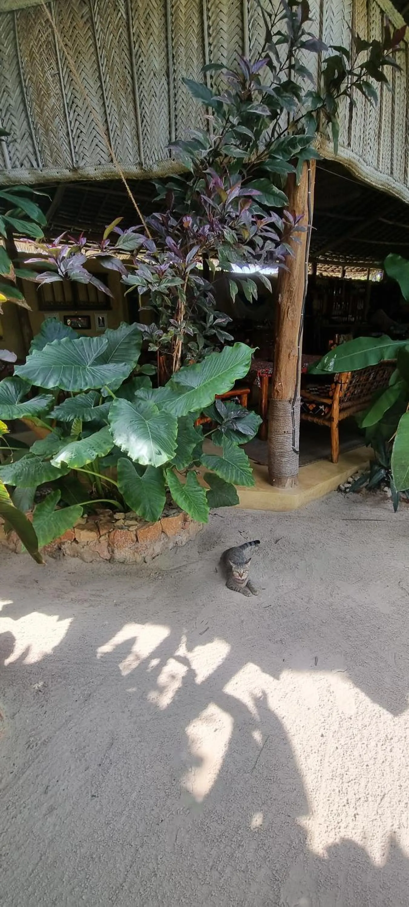 Garden in Salama & Mbuyuni Bungalows