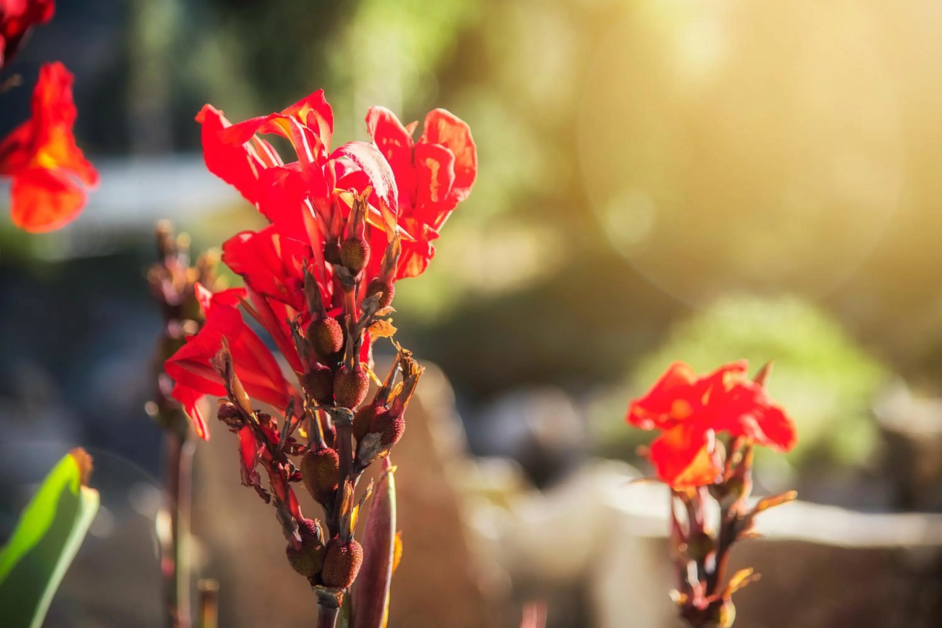 Garden in Le Foyer Colca