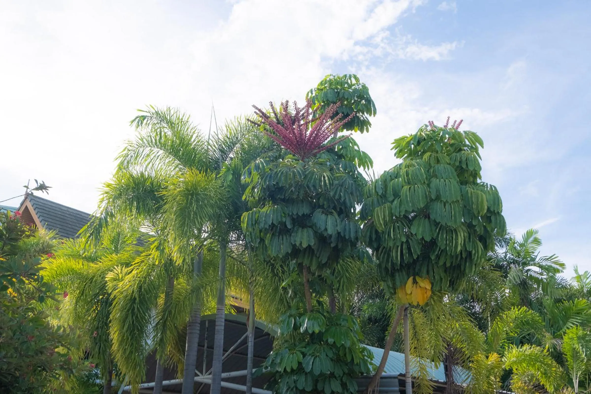 Garden in Blue Beach Grand Resort And Spa