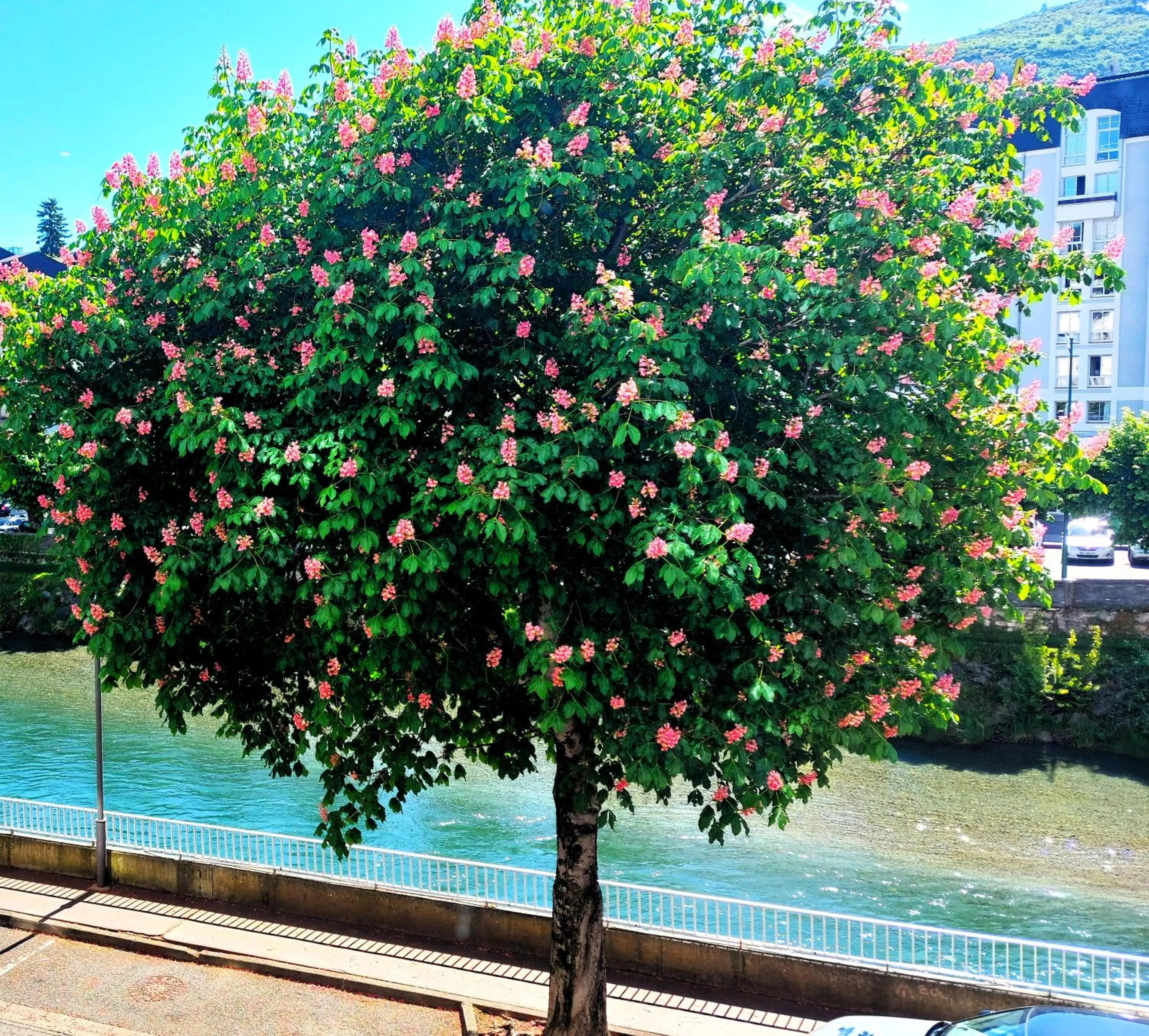 Restaurant/places to eat in Hôtel Christina Lourdes