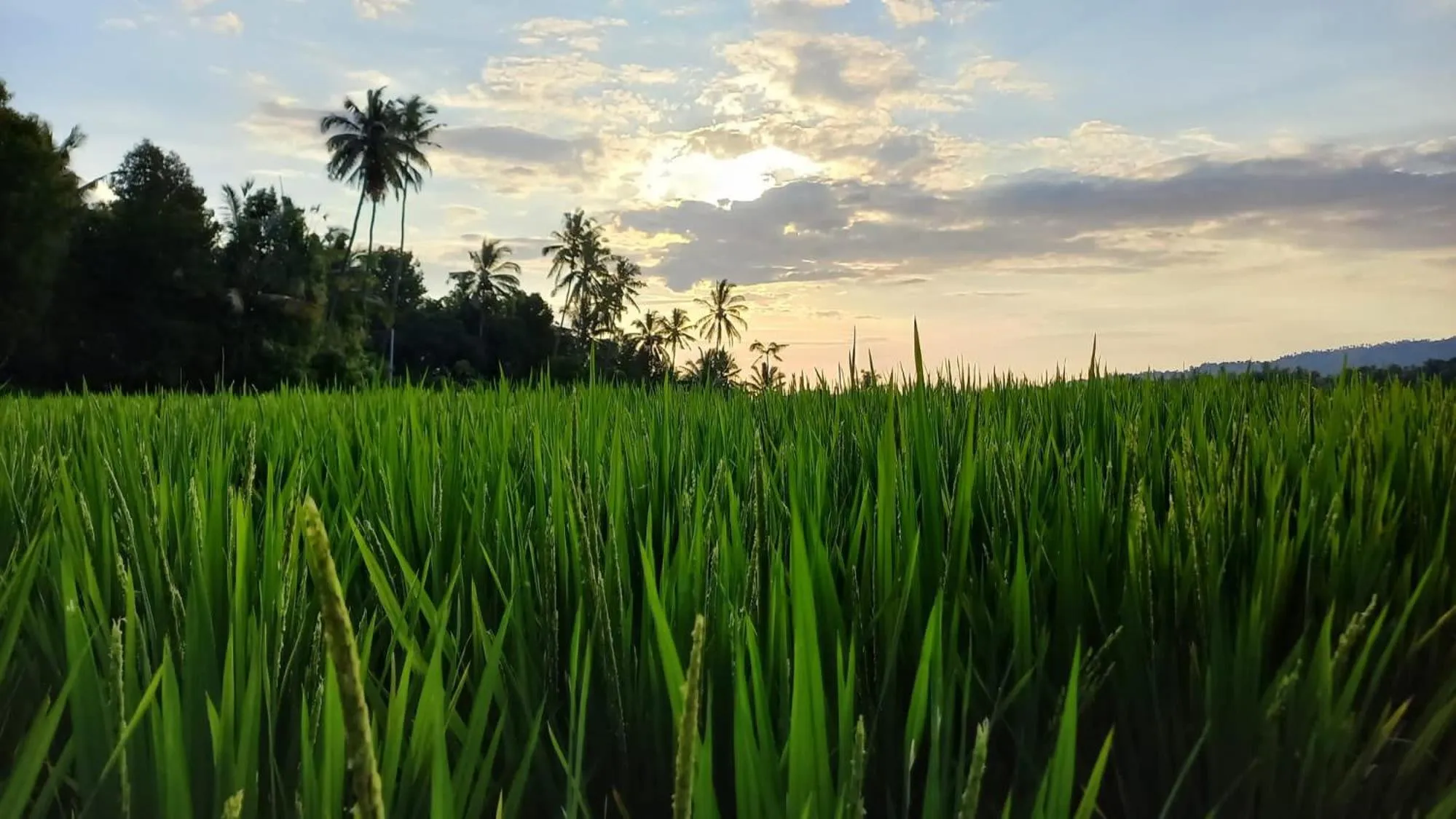 Natural landscape in Bali De Pardis Cottage
