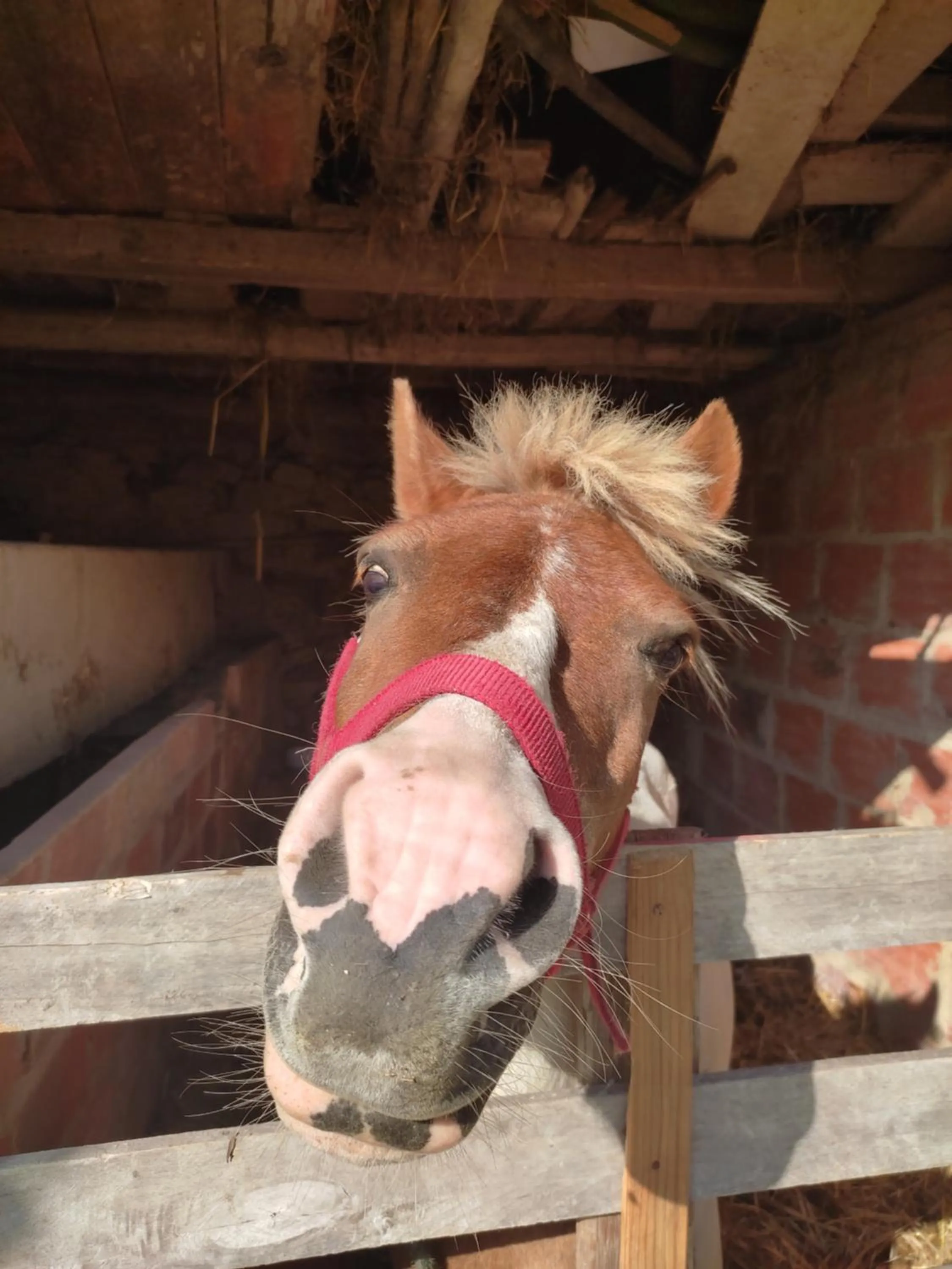 Nature et al House - Casa para uso exclusivo e jardim - Little farm
