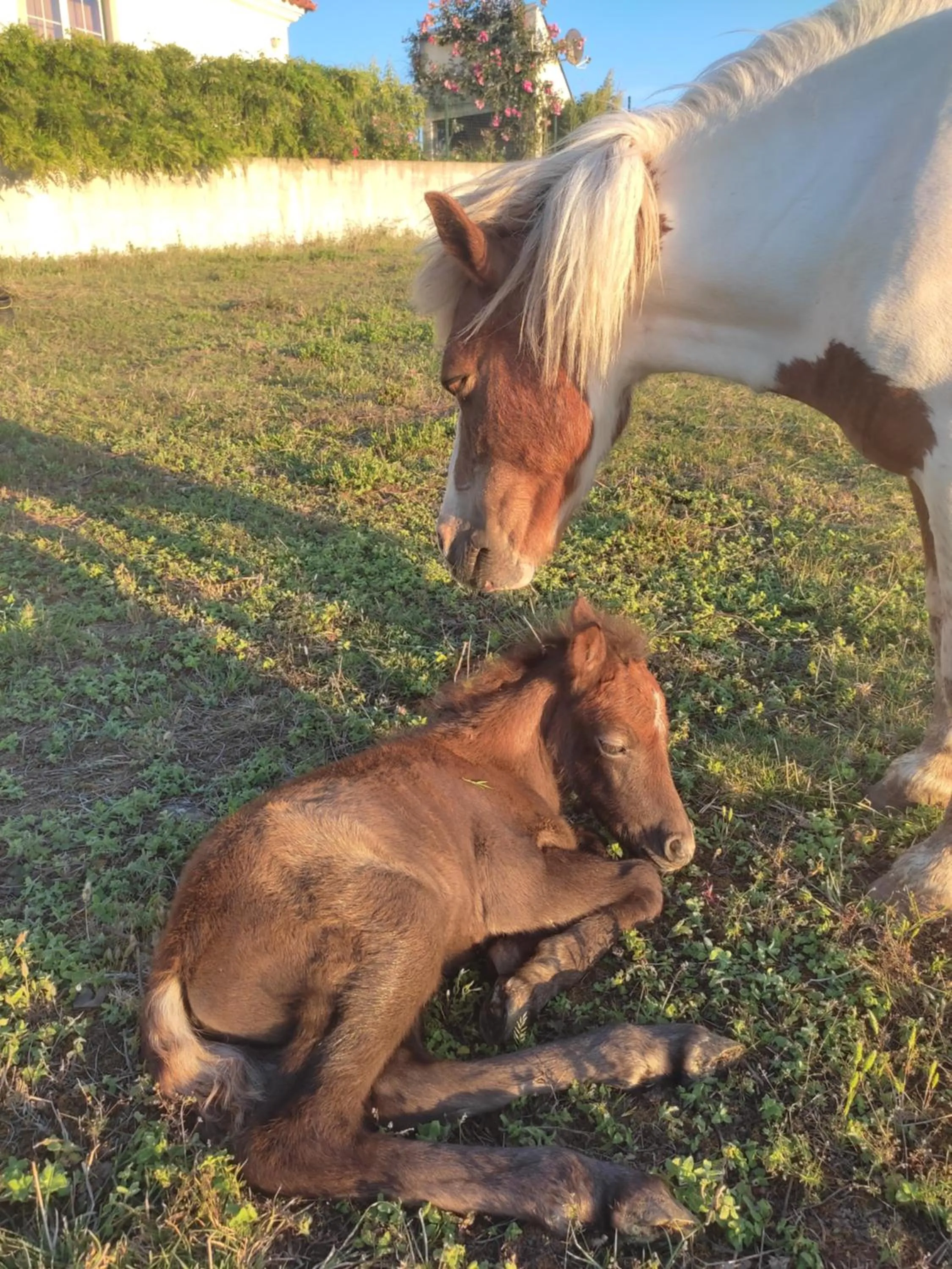 Nature et al House - Casa para uso exclusivo e jardim - Little farm