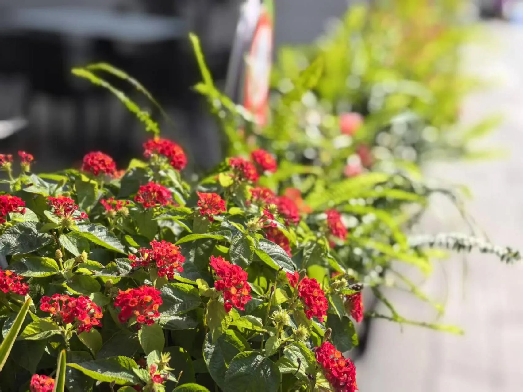 Garden in CitiGO Hotel X Zhangjiang Shanghai