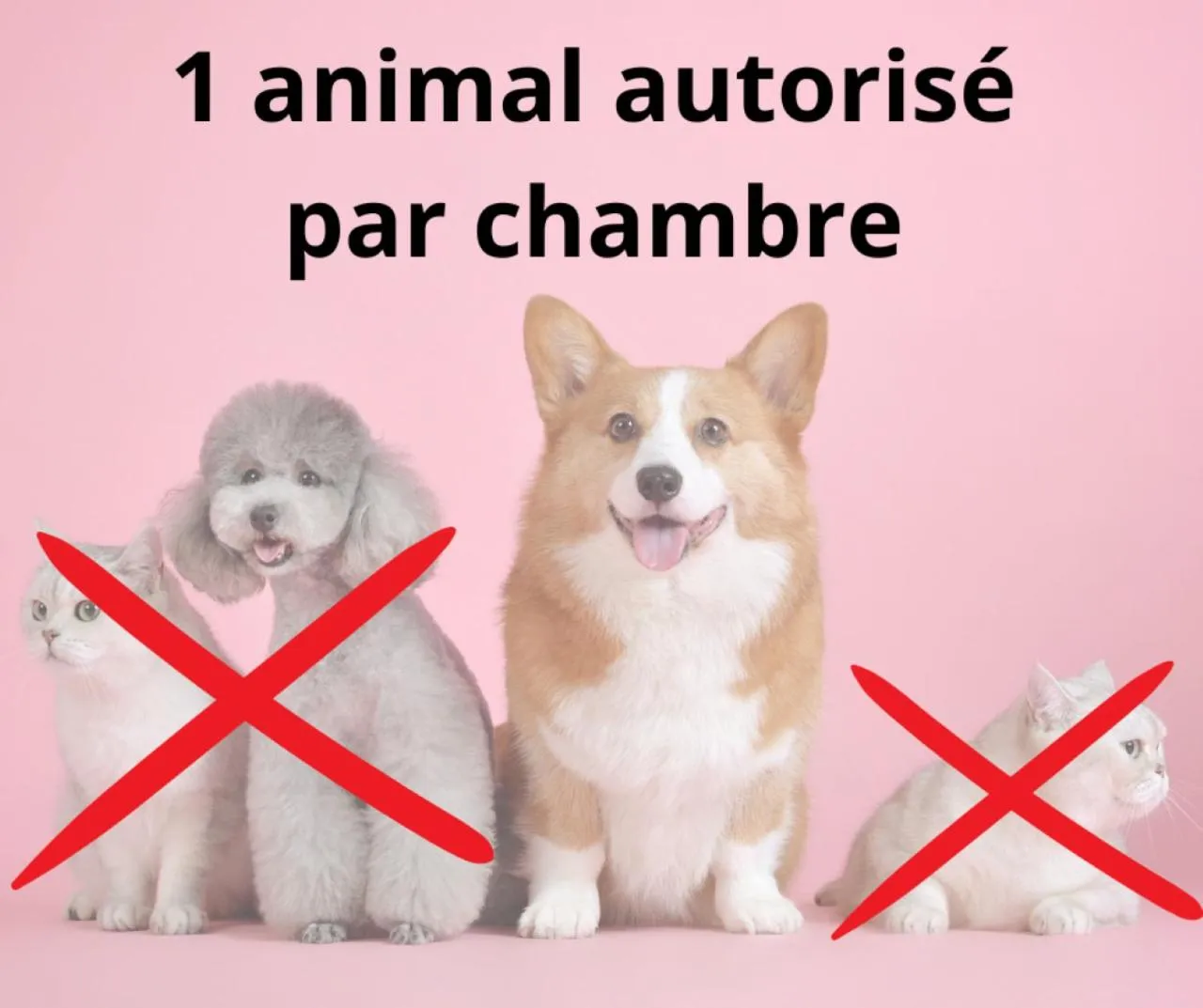 Animals in The Originals City, Hôtel Rey du Mont Sion, Saint-Julien-en-Genevois Sud