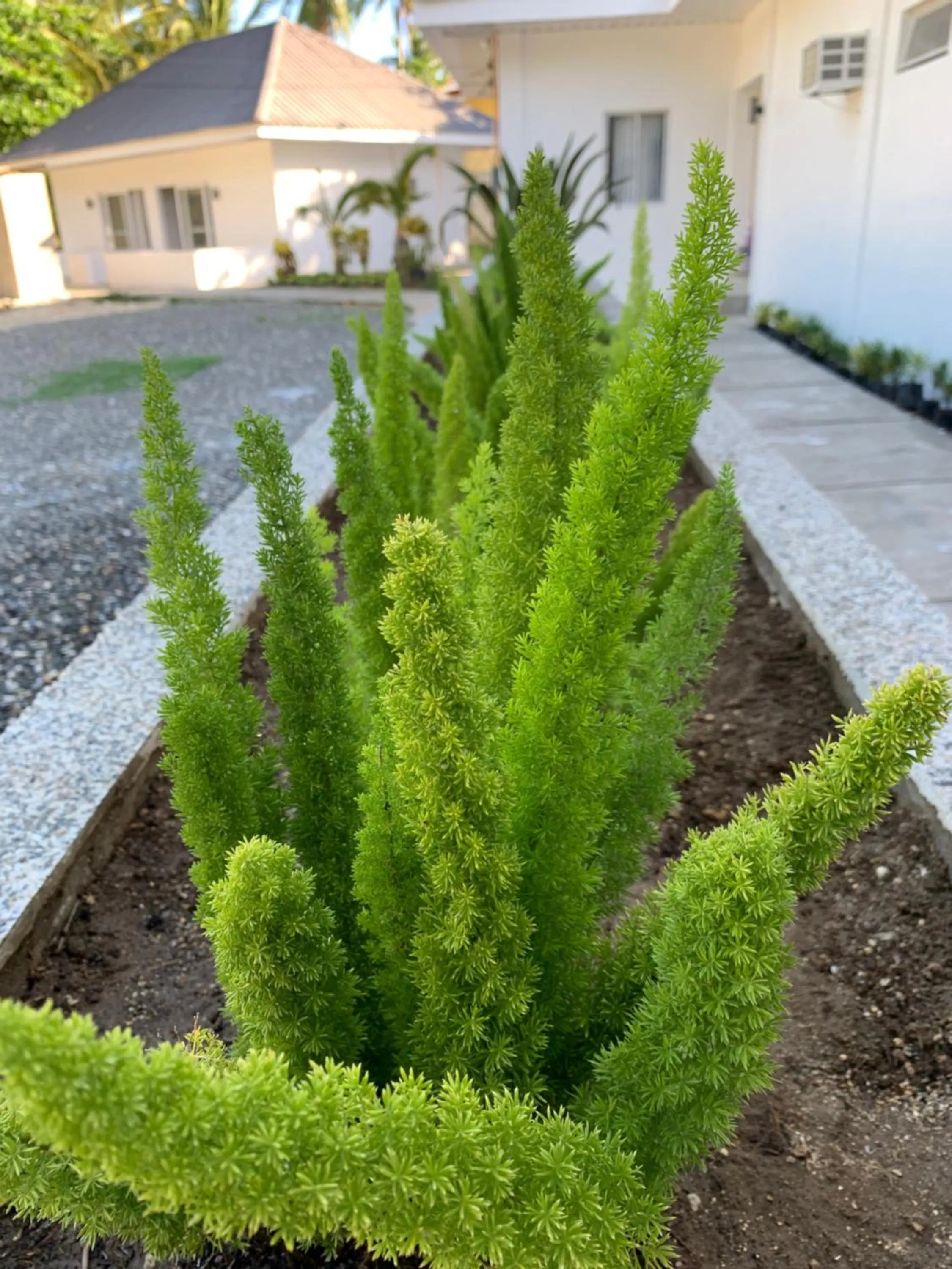 Garden in Cebu R Resort Tabuelan