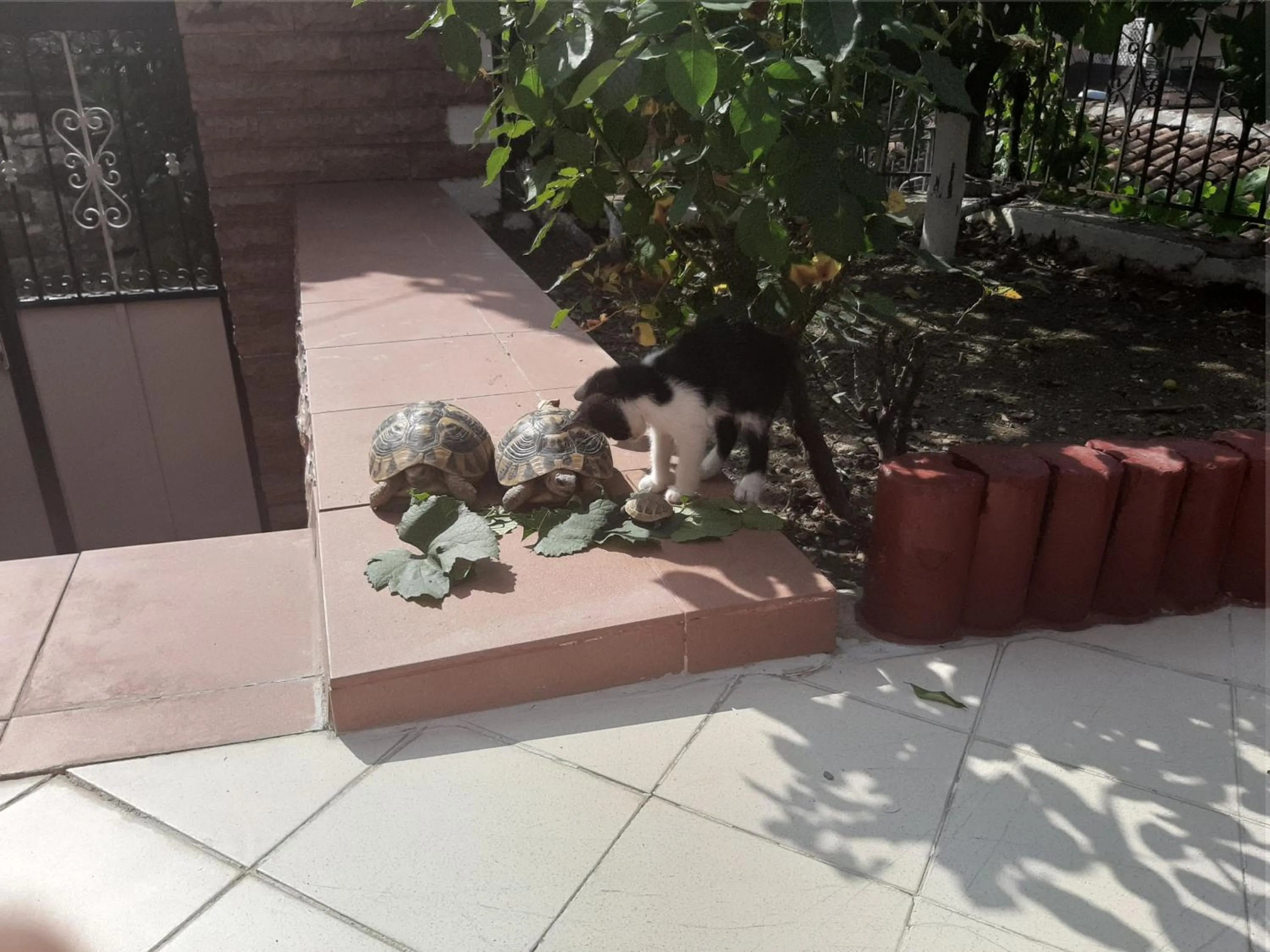 Pets in HOTEL VILA TWIX