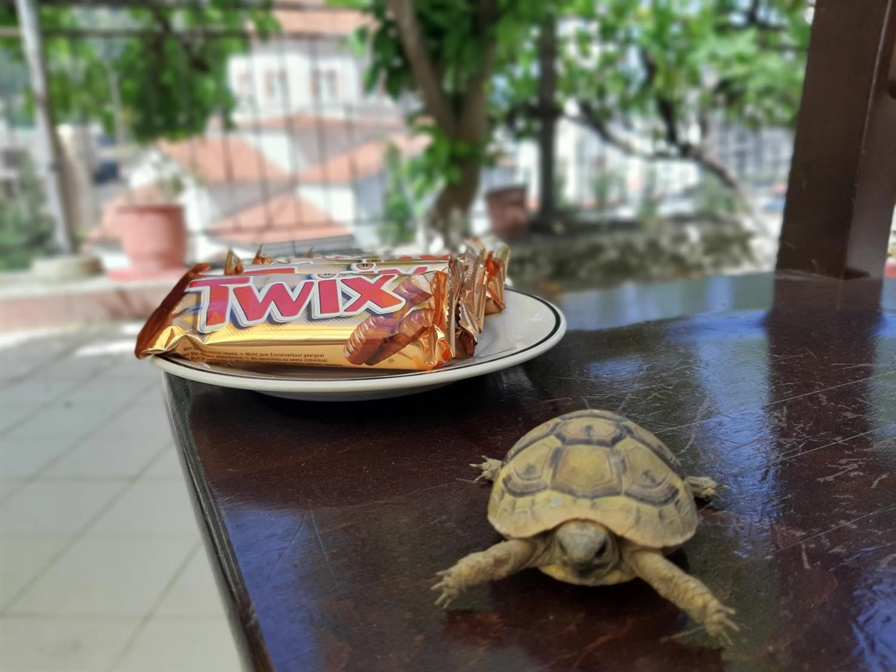 Animals in HOTEL VILA TWIX