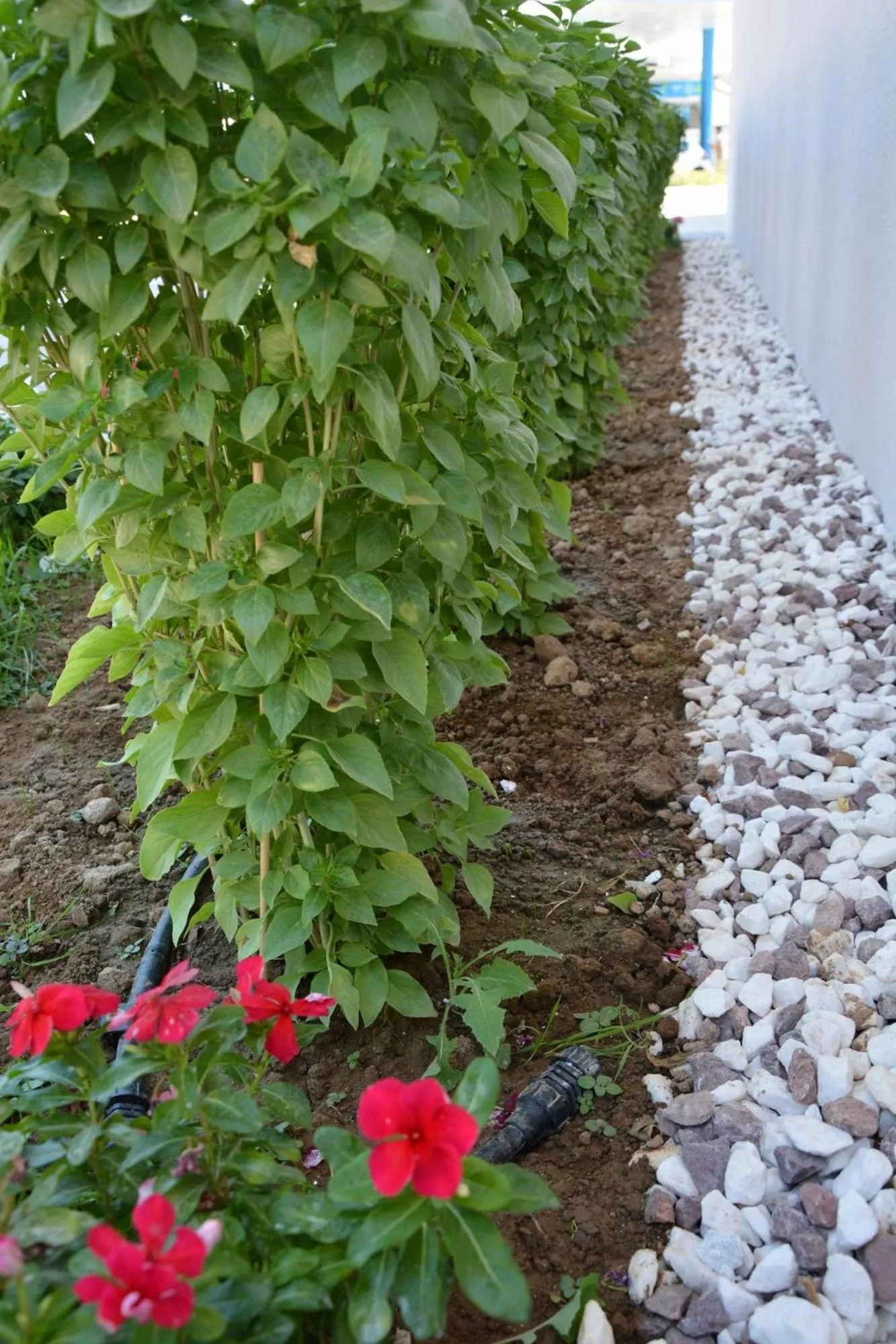 Garden in Avra Nafpliou