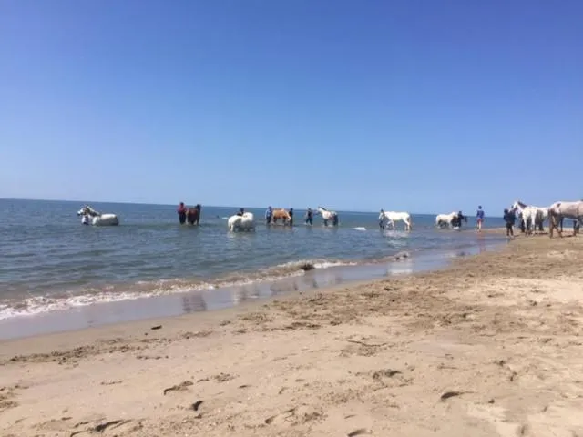 La Salamandre de Camargue
